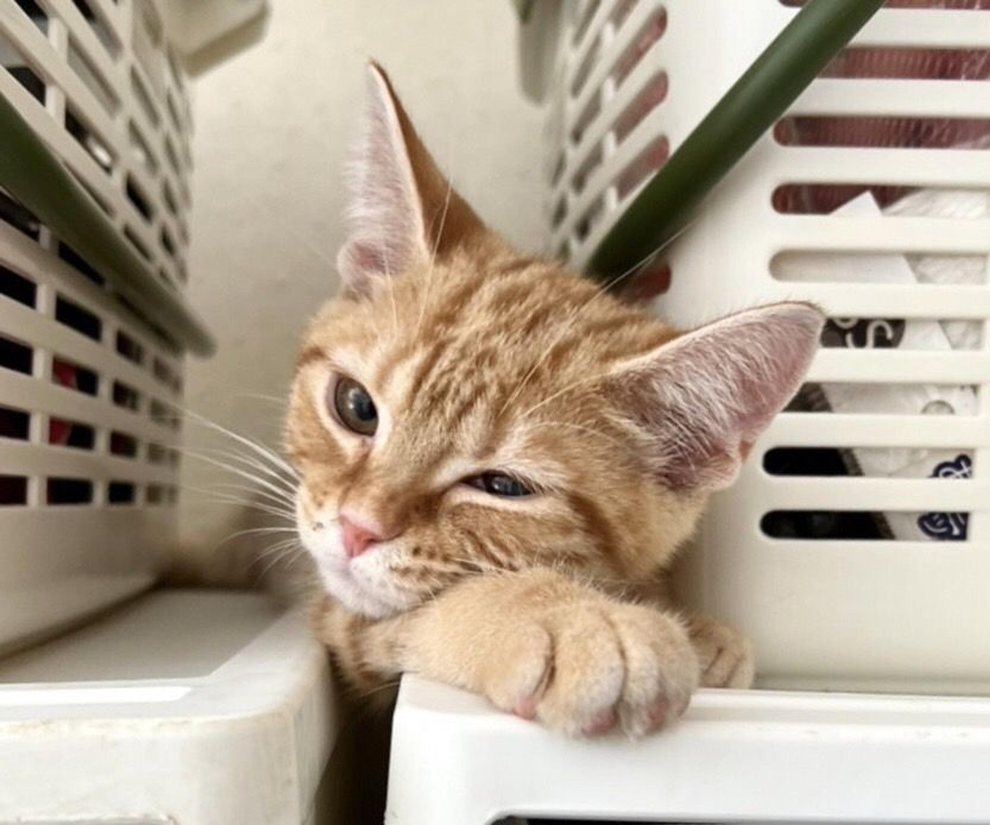 pet-image-3