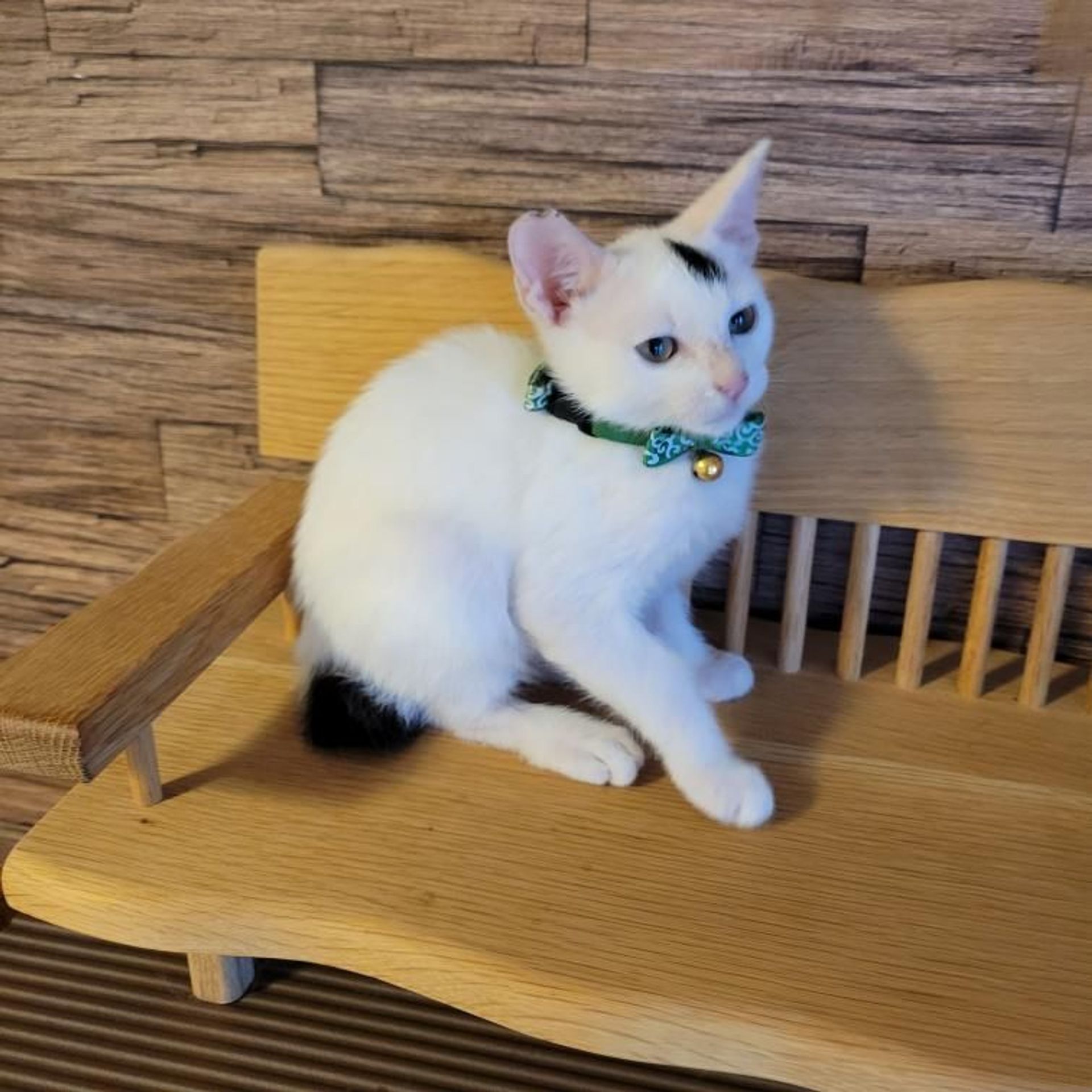 雑種（ミックス猫）・オスの里親募集の写真