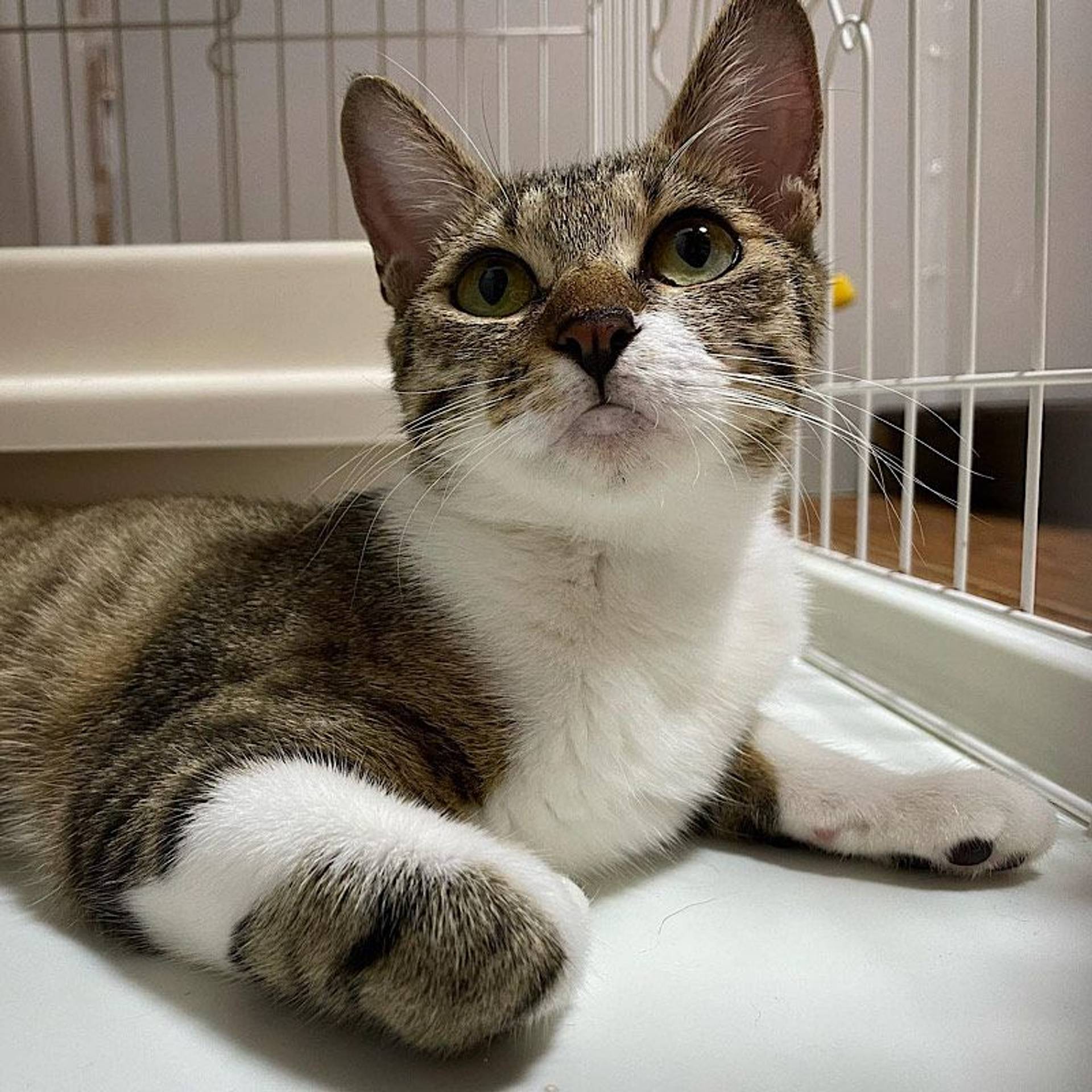 雑種（ミックス猫）・メスの里親募集の写真