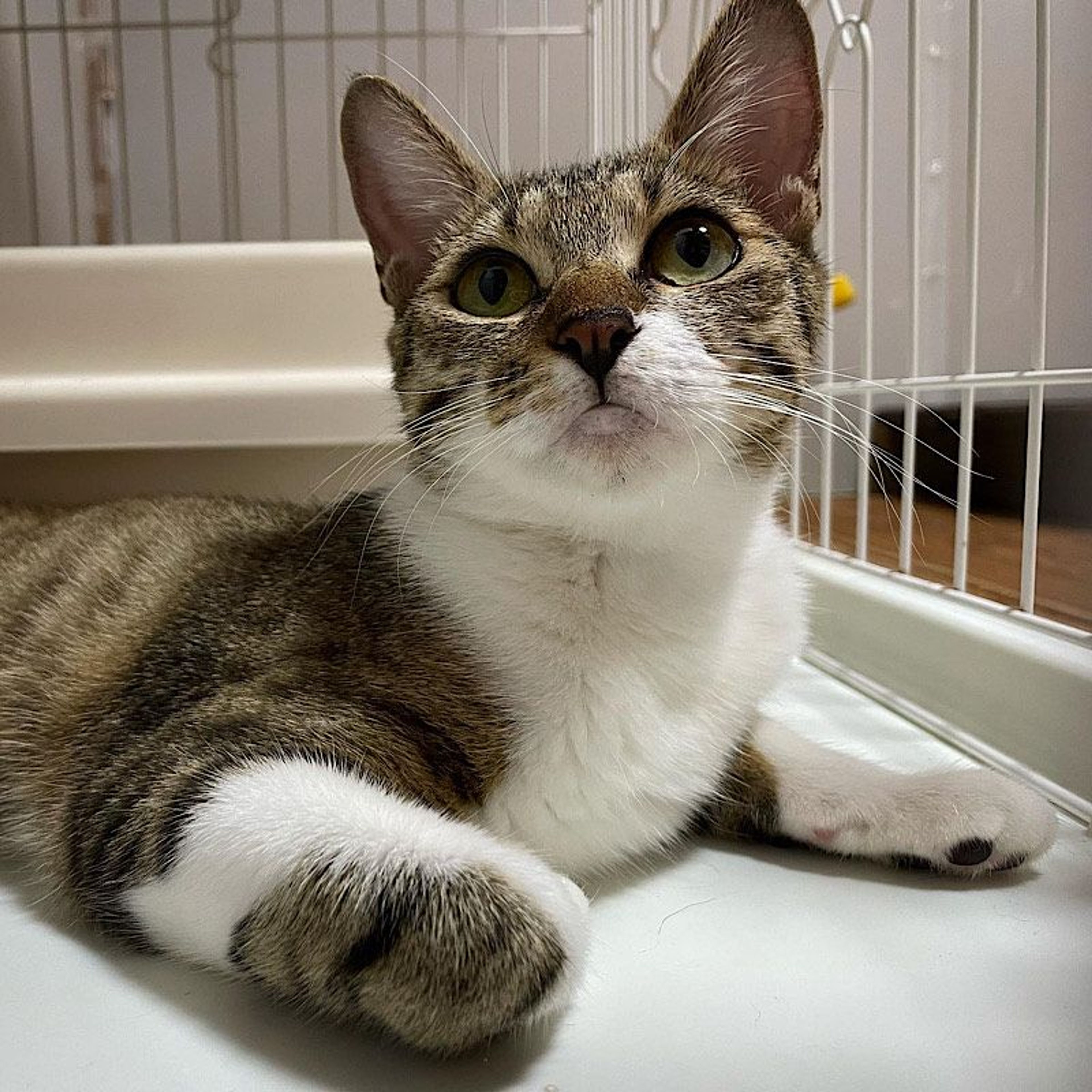 雑種（ミックス猫）・メスの里親募集の写真