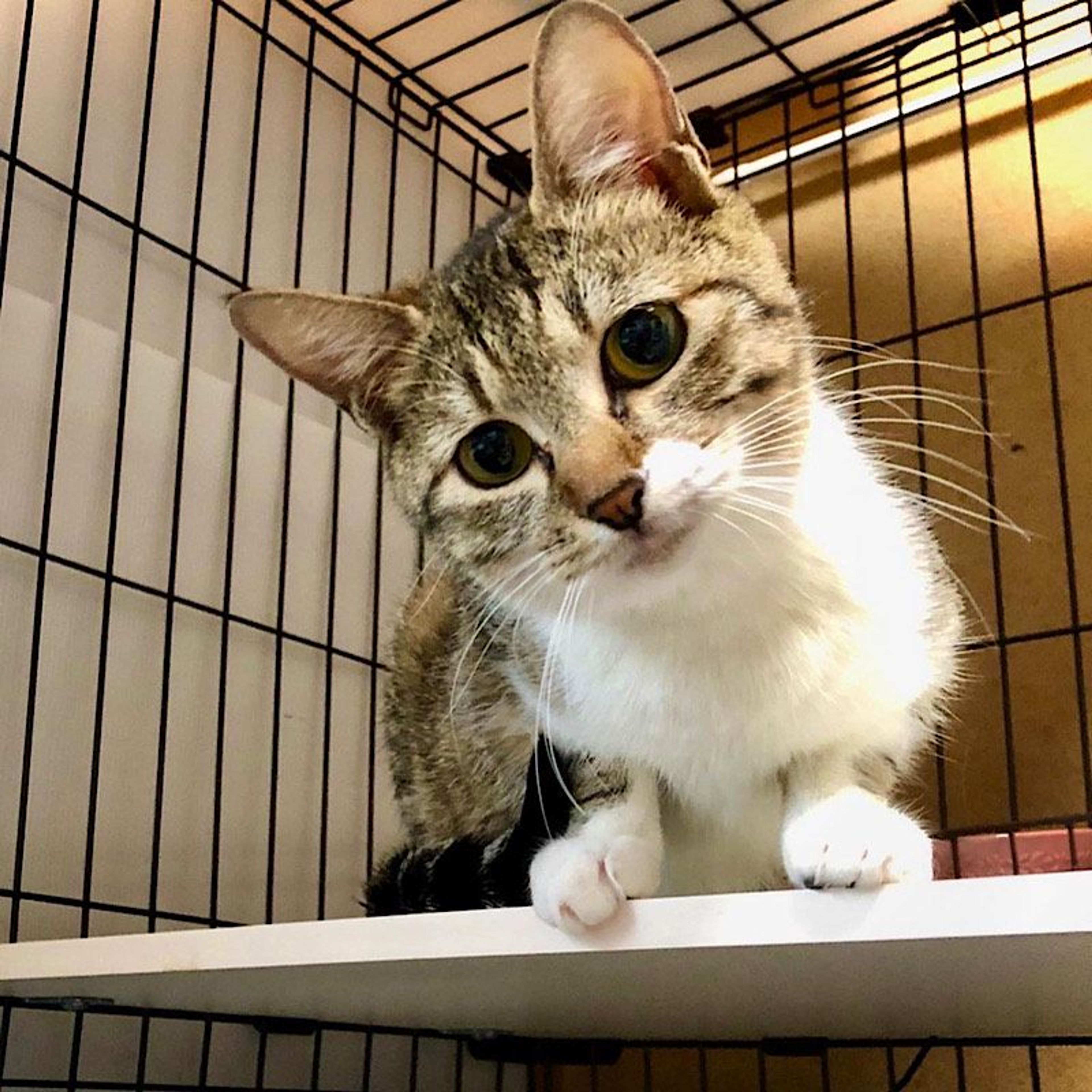 pet-image-3
