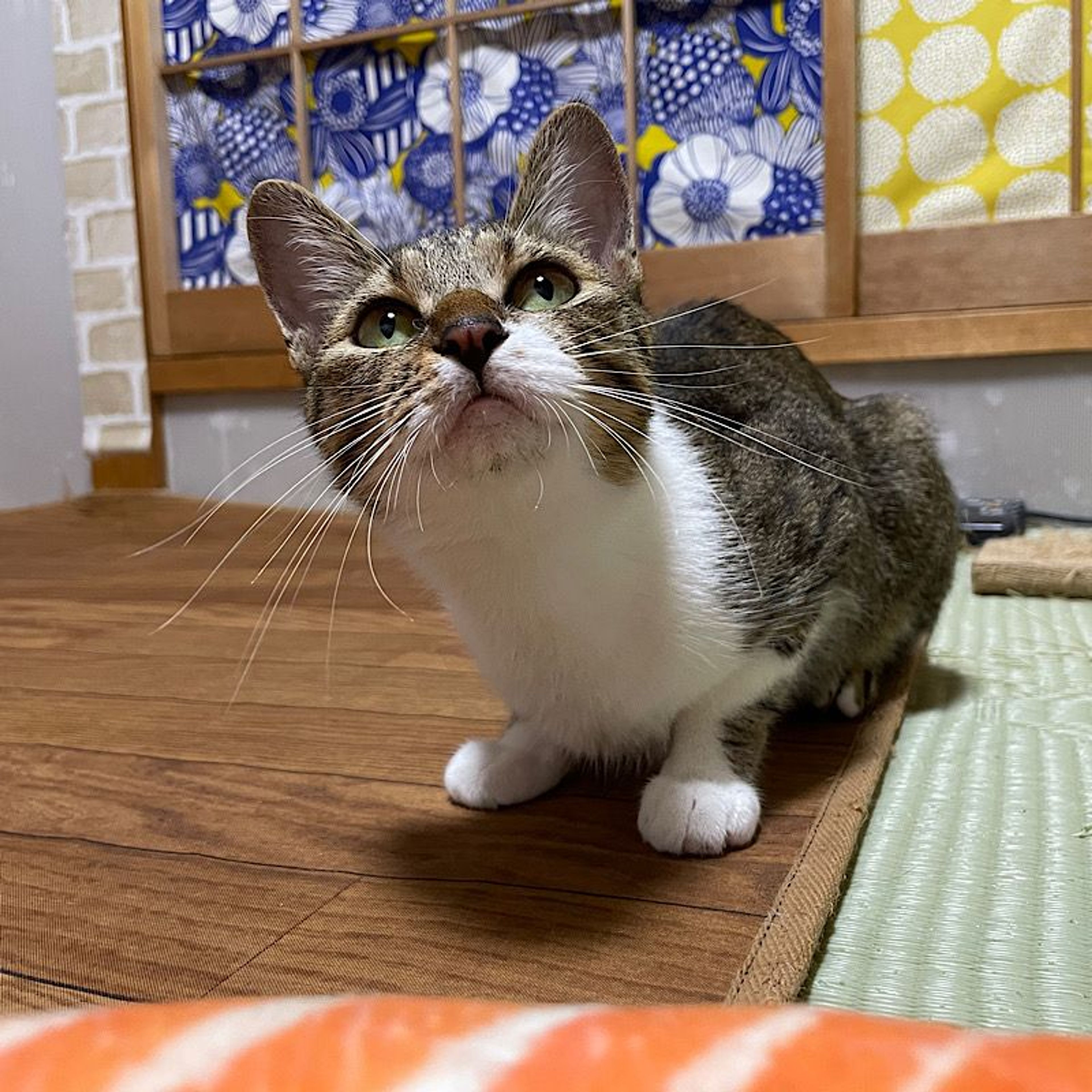 pet-image-2