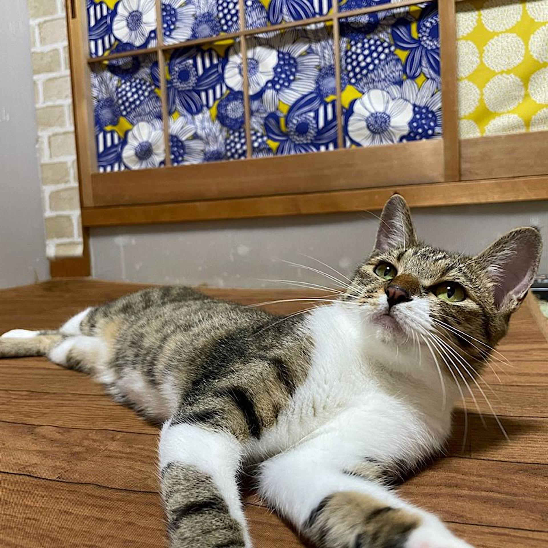 pet-image-4