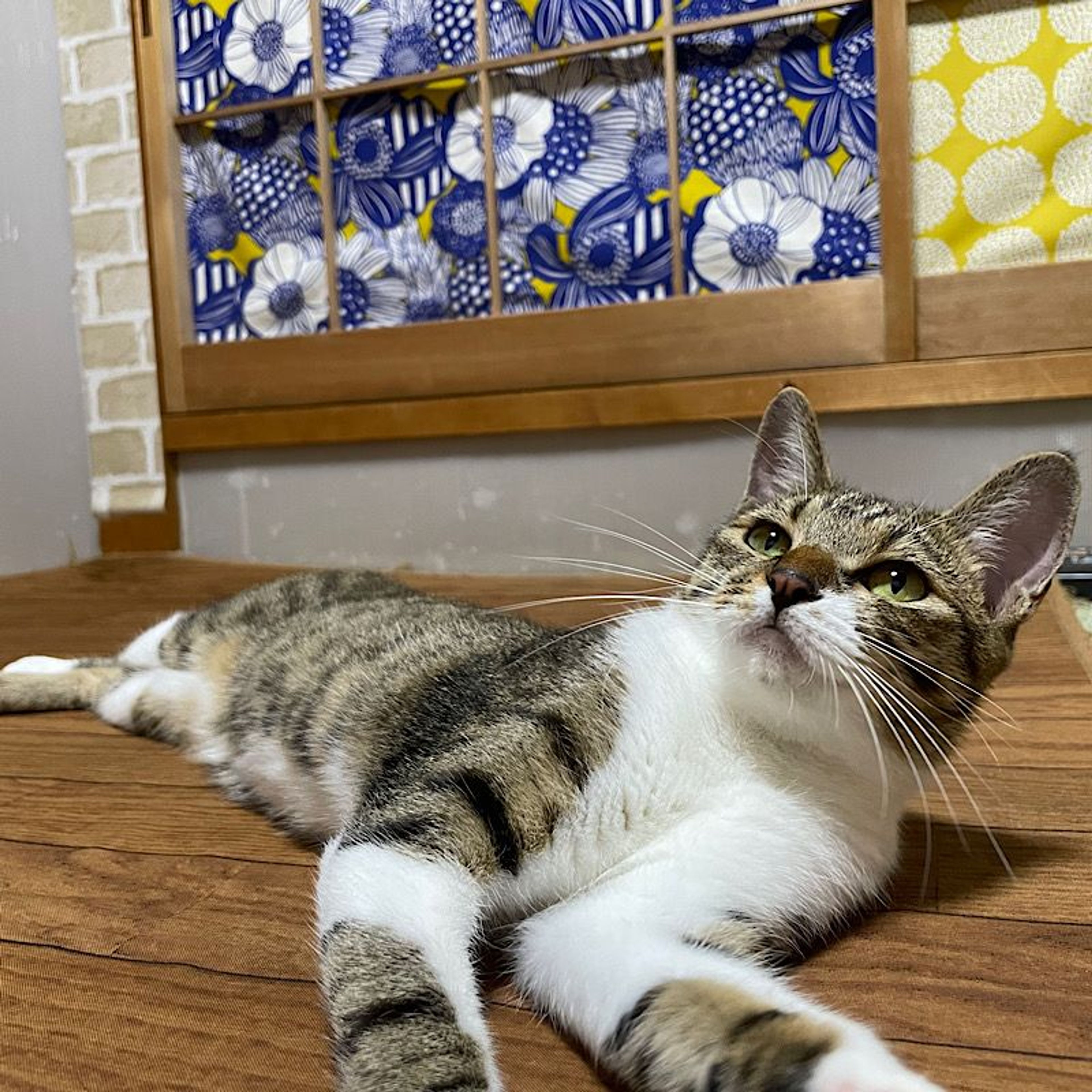 pet-image-4