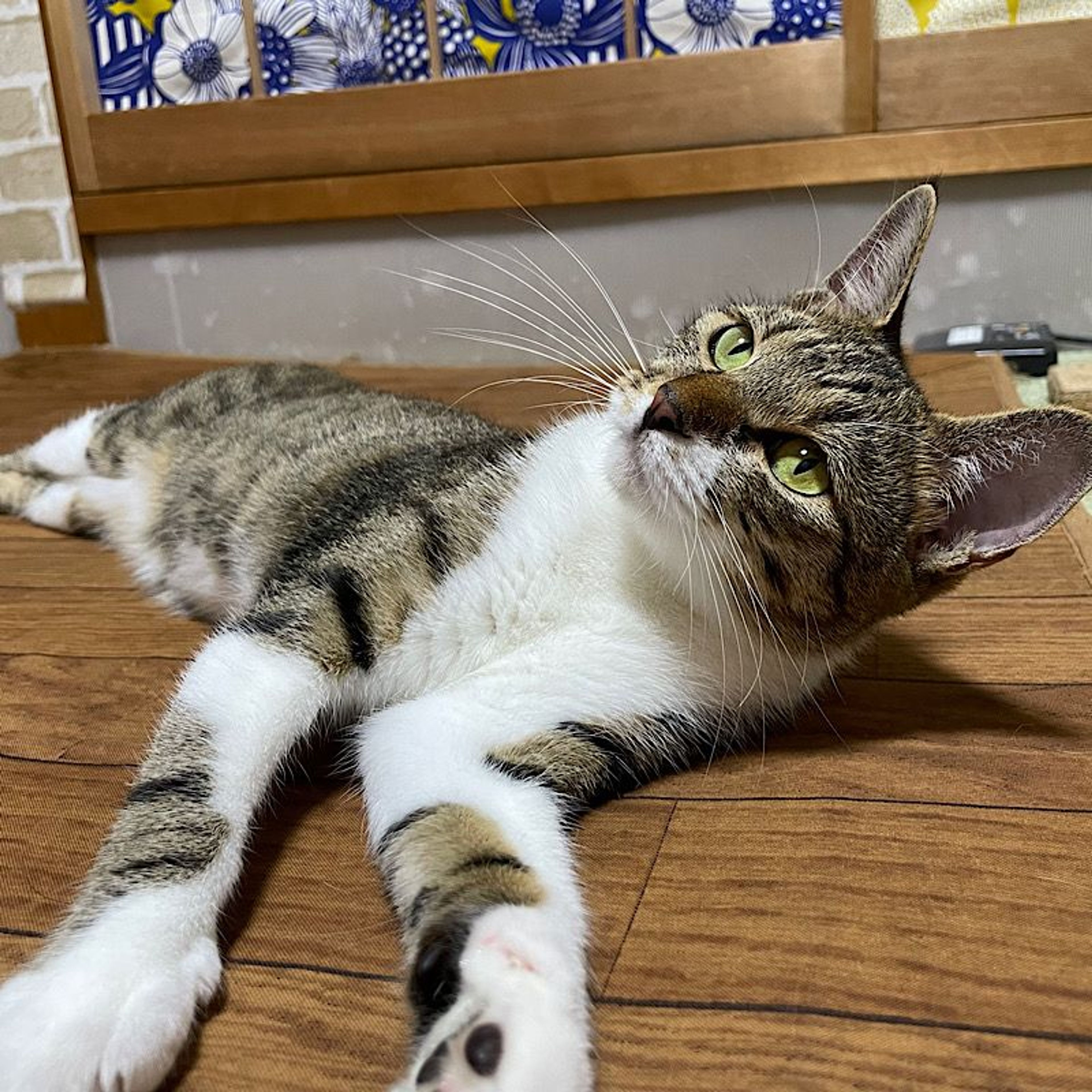 pet-image-5