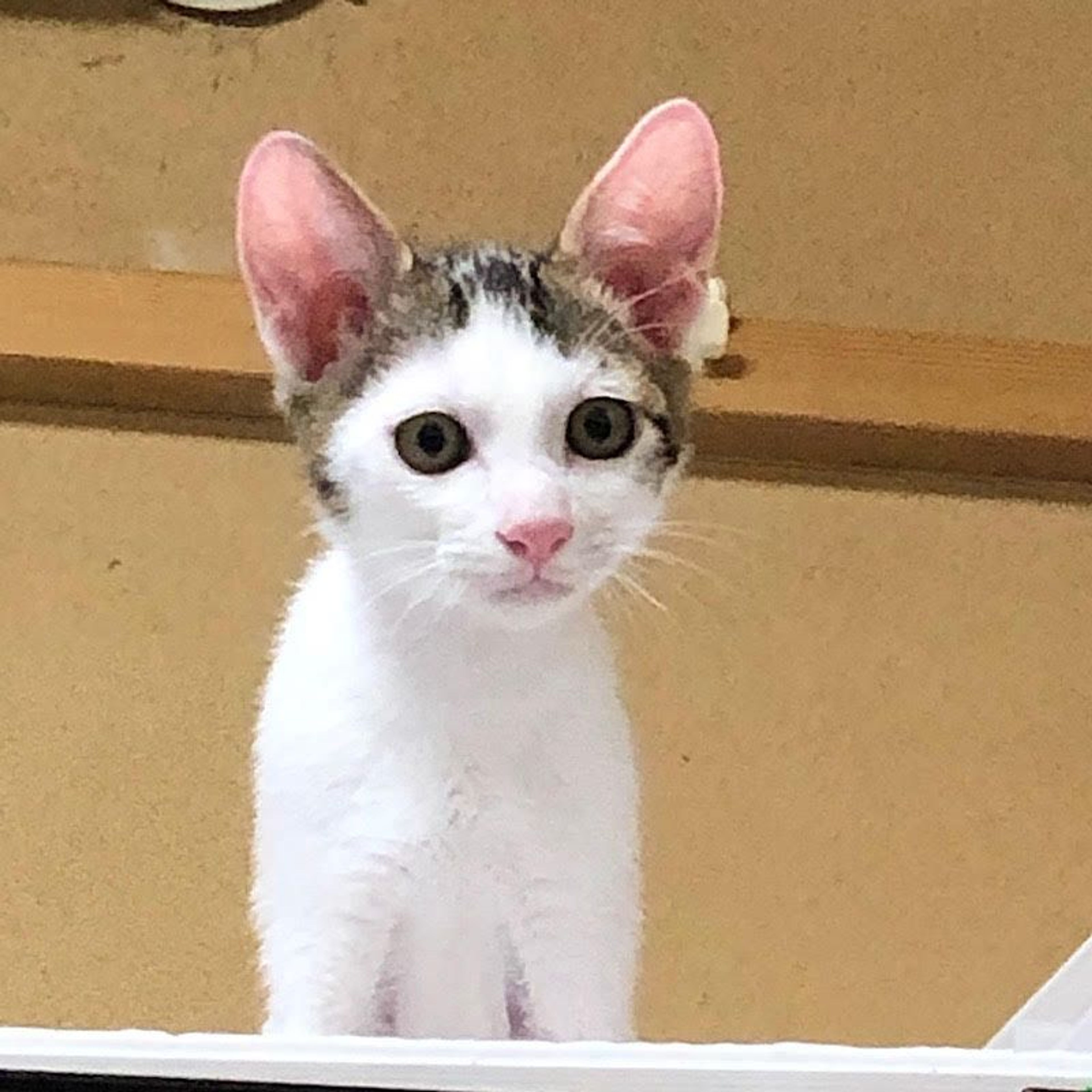 雑種（ミックス猫）・オスの里親募集の写真