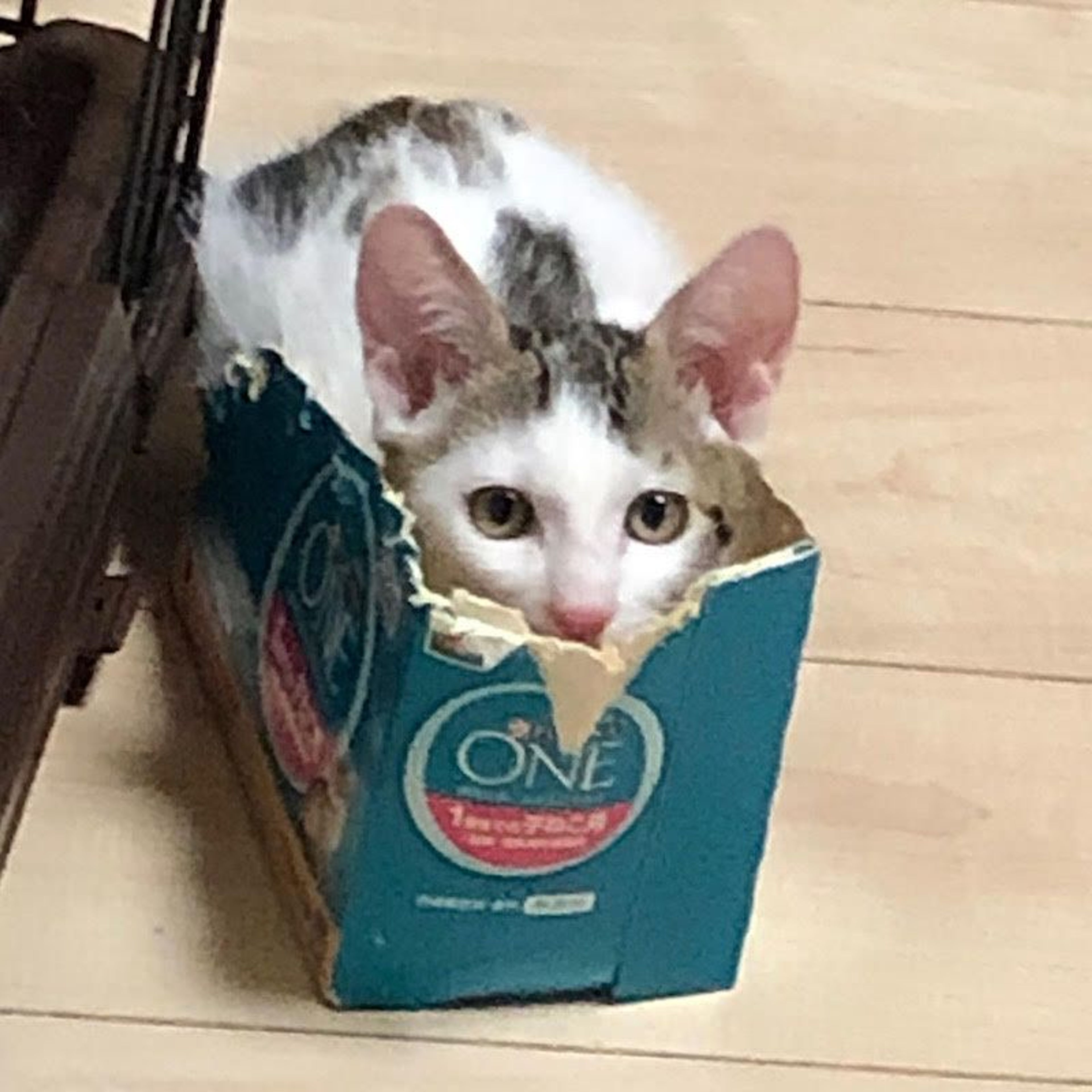 pet-image-3