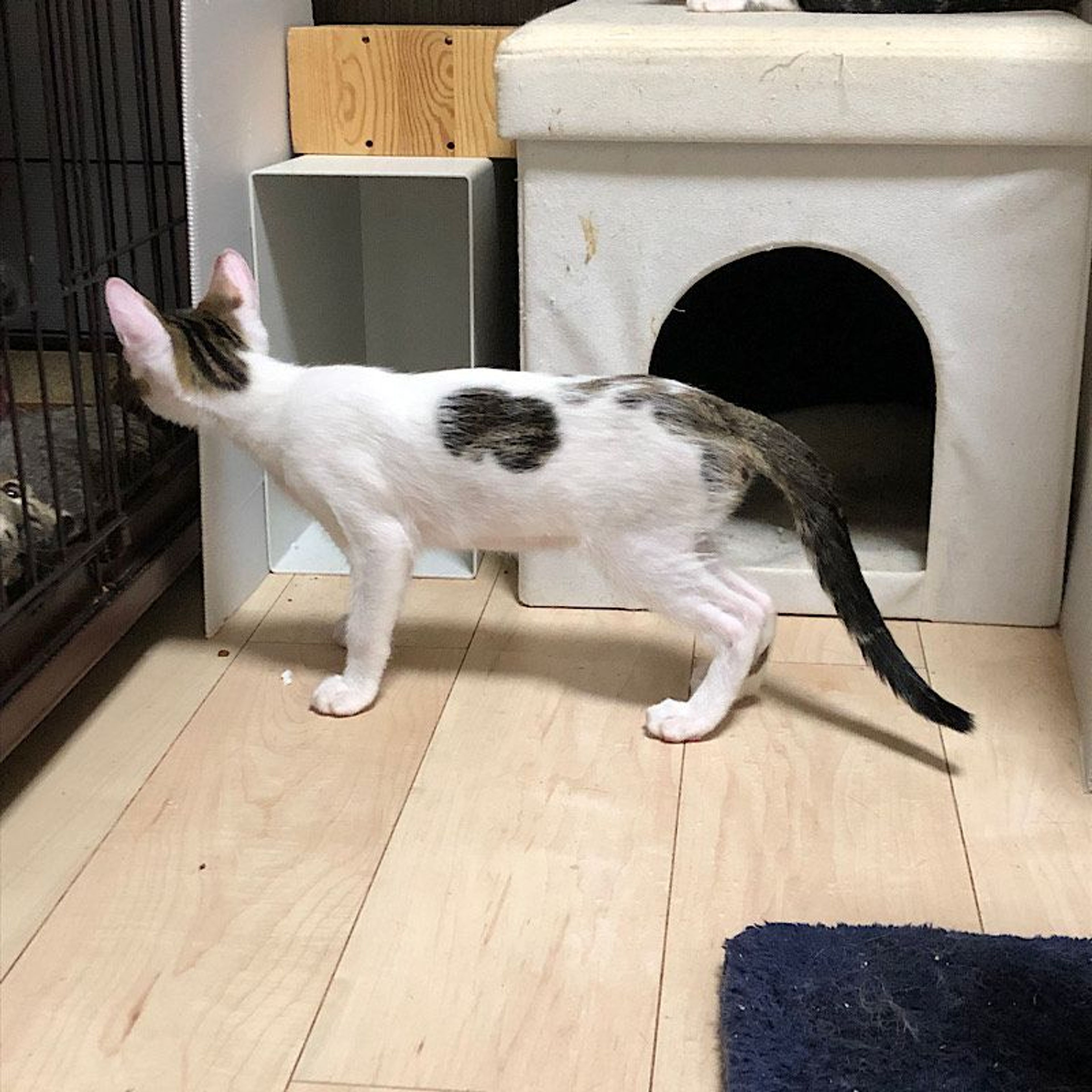 pet-image-4