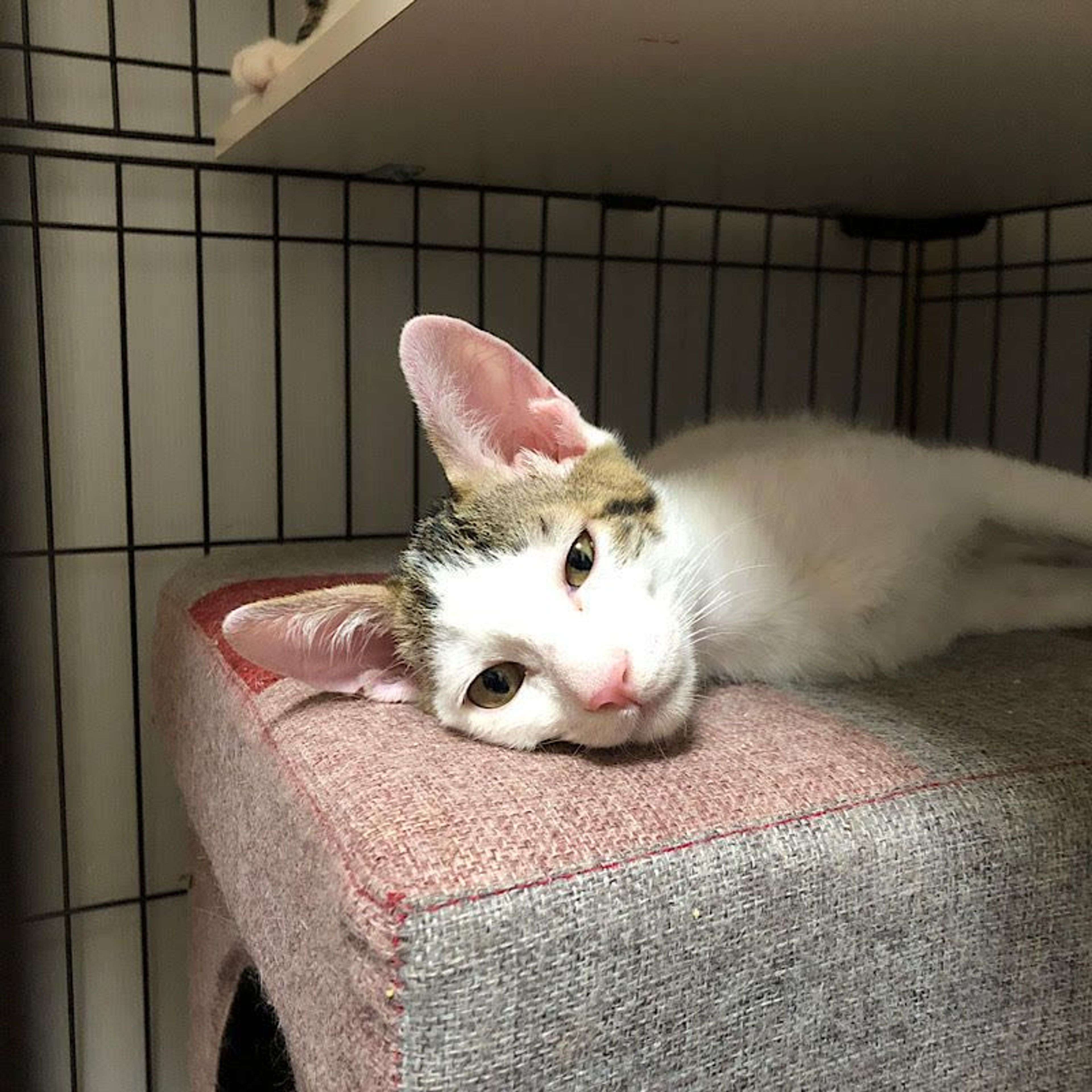 pet-image-5