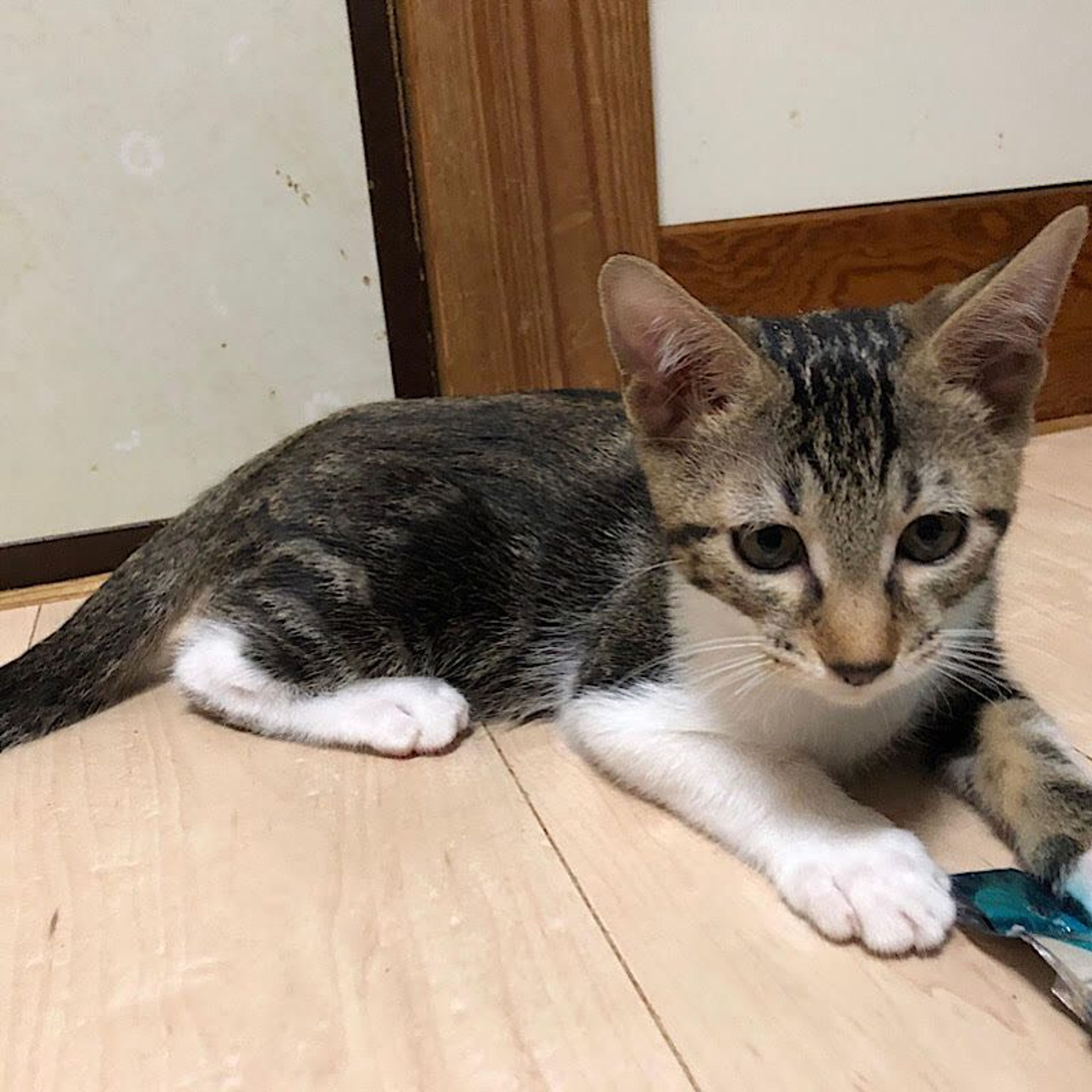 pet-image-3