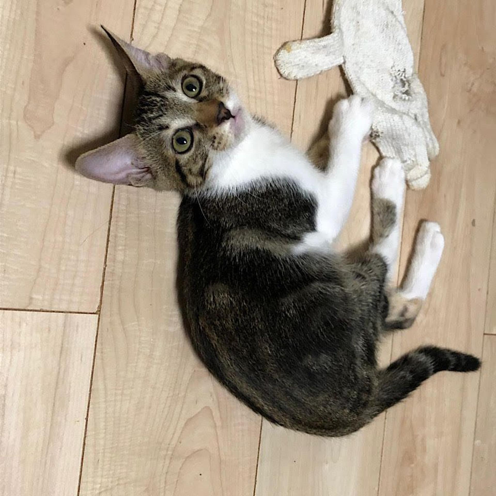 pet-image-4