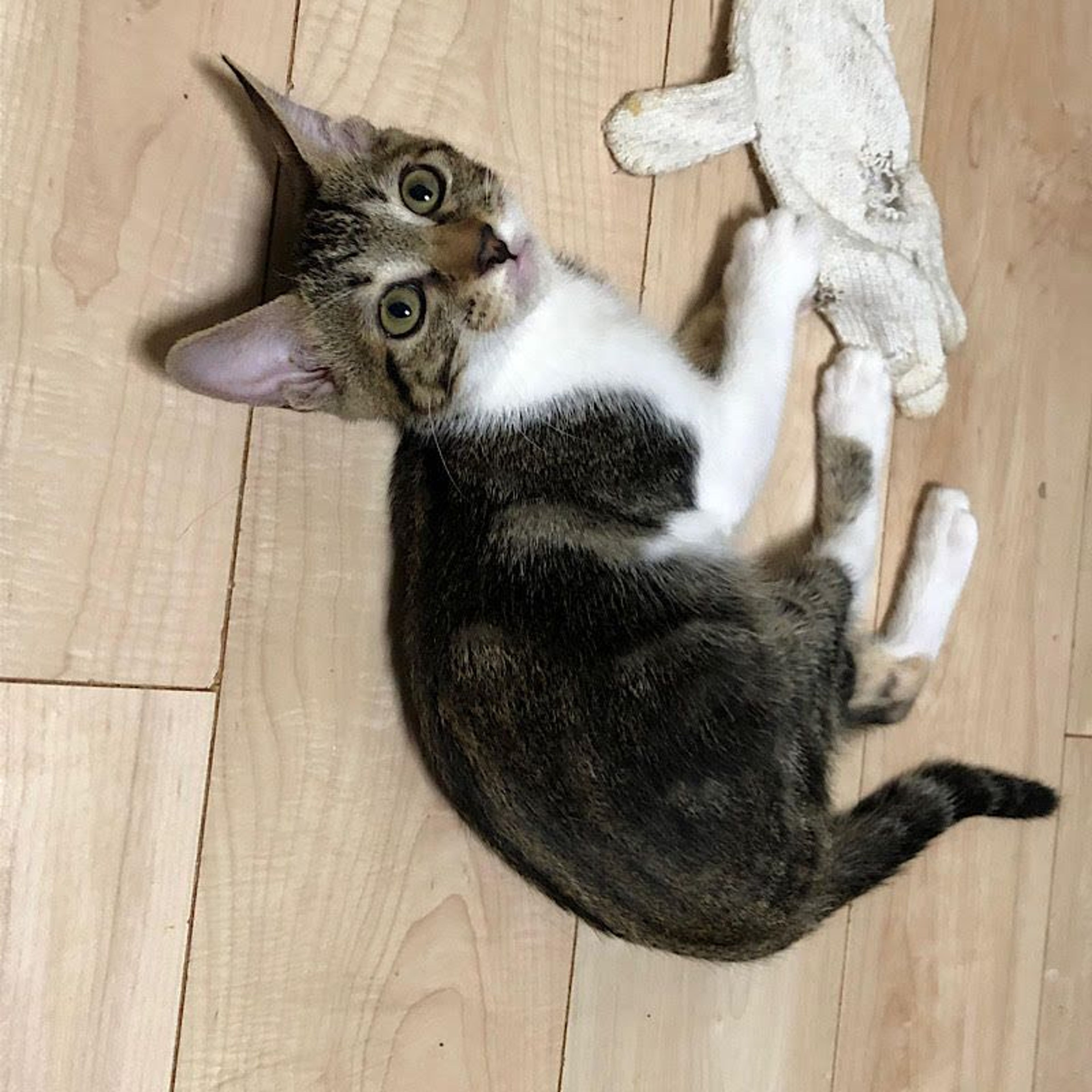 pet-image-4