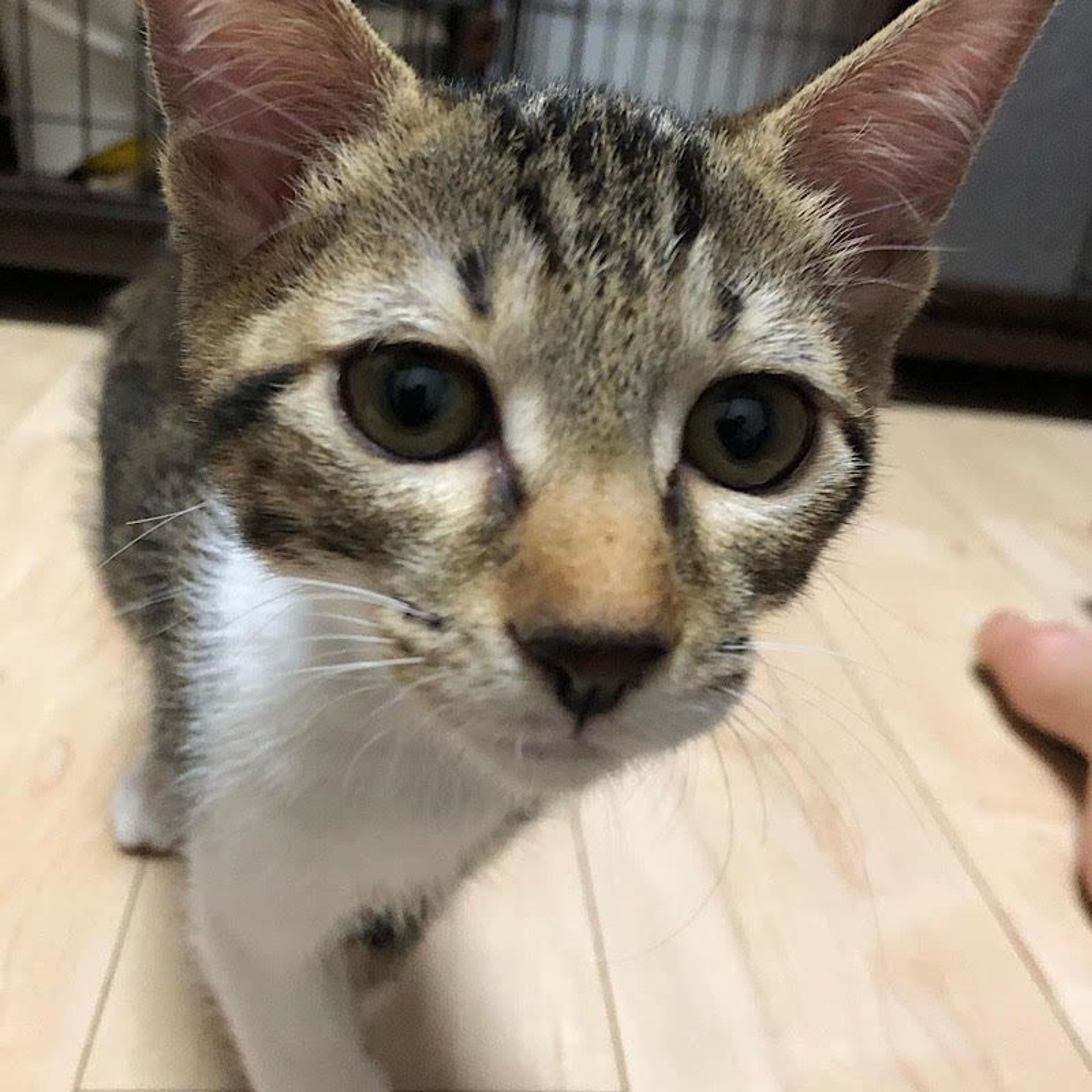pet-image-5