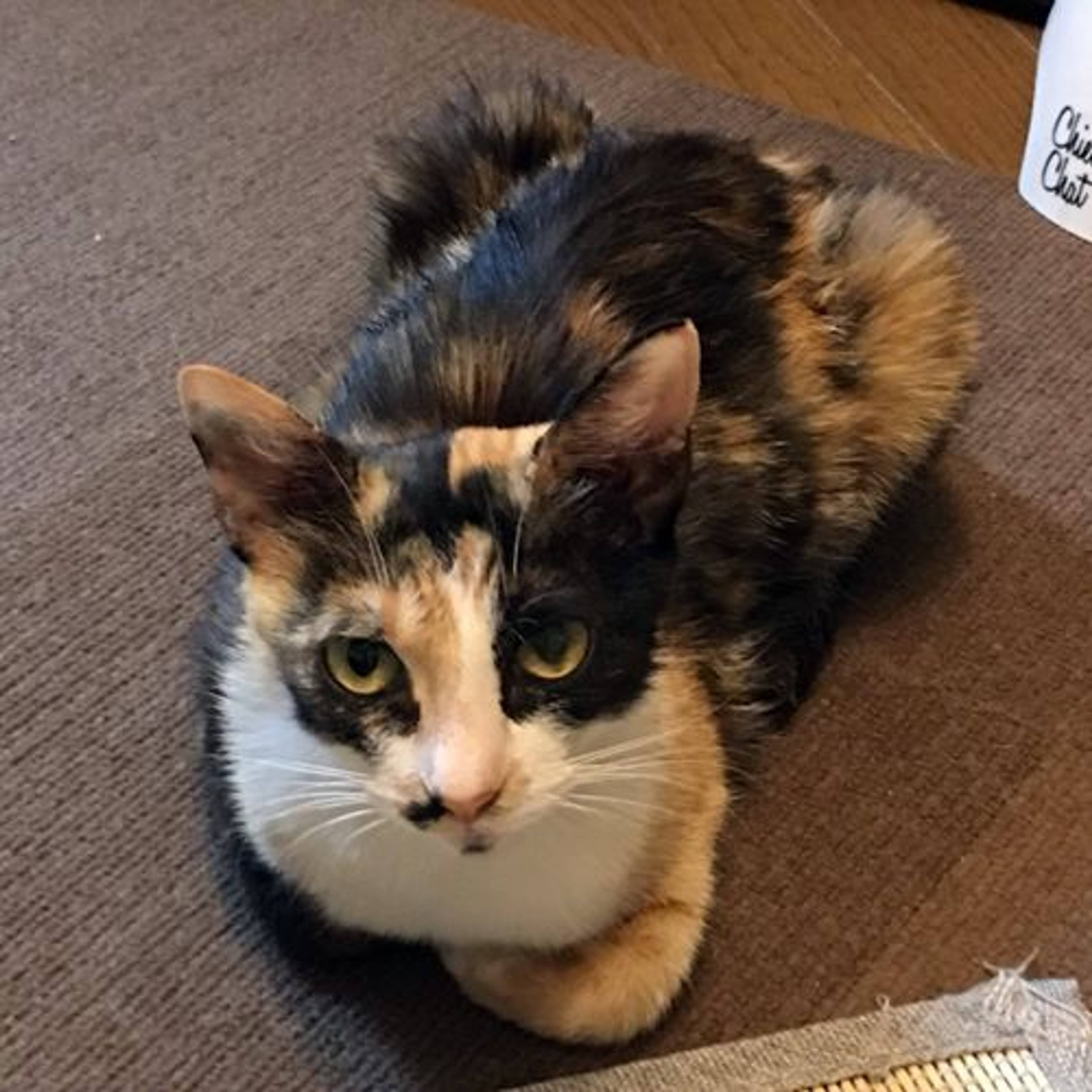 雑種（ミックス猫）・メスの里親募集の写真