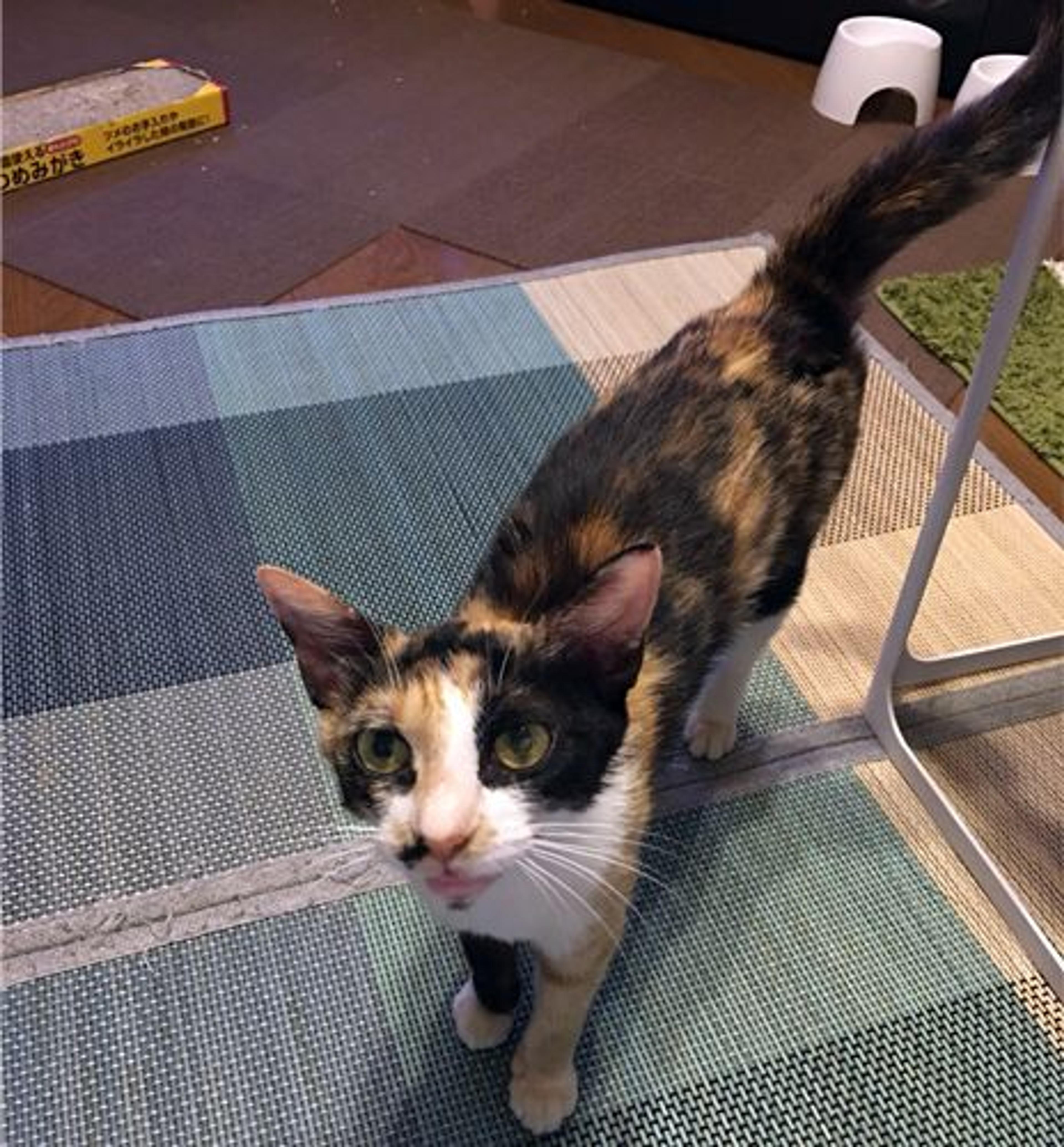 pet-image-2