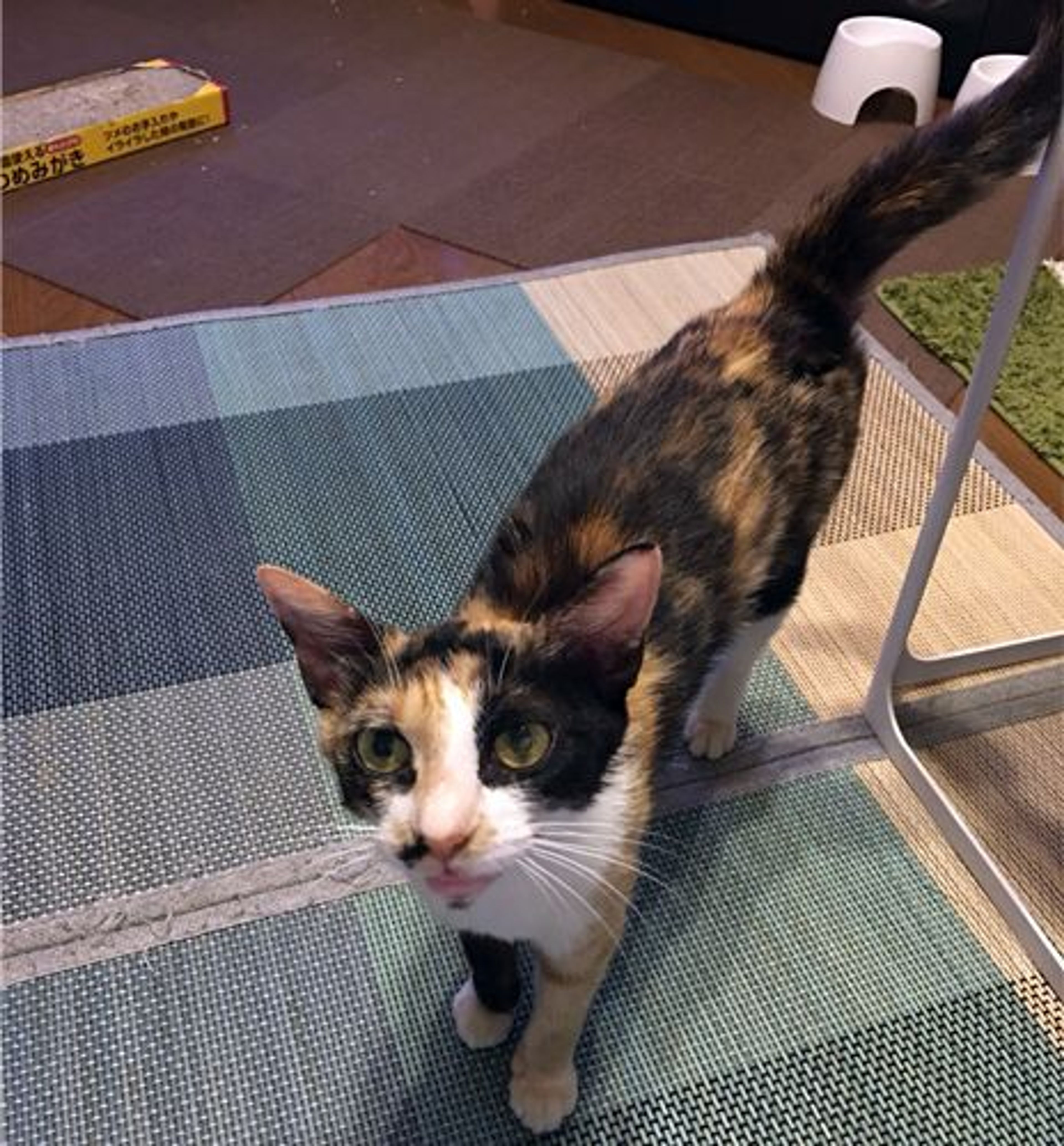 pet-image-2