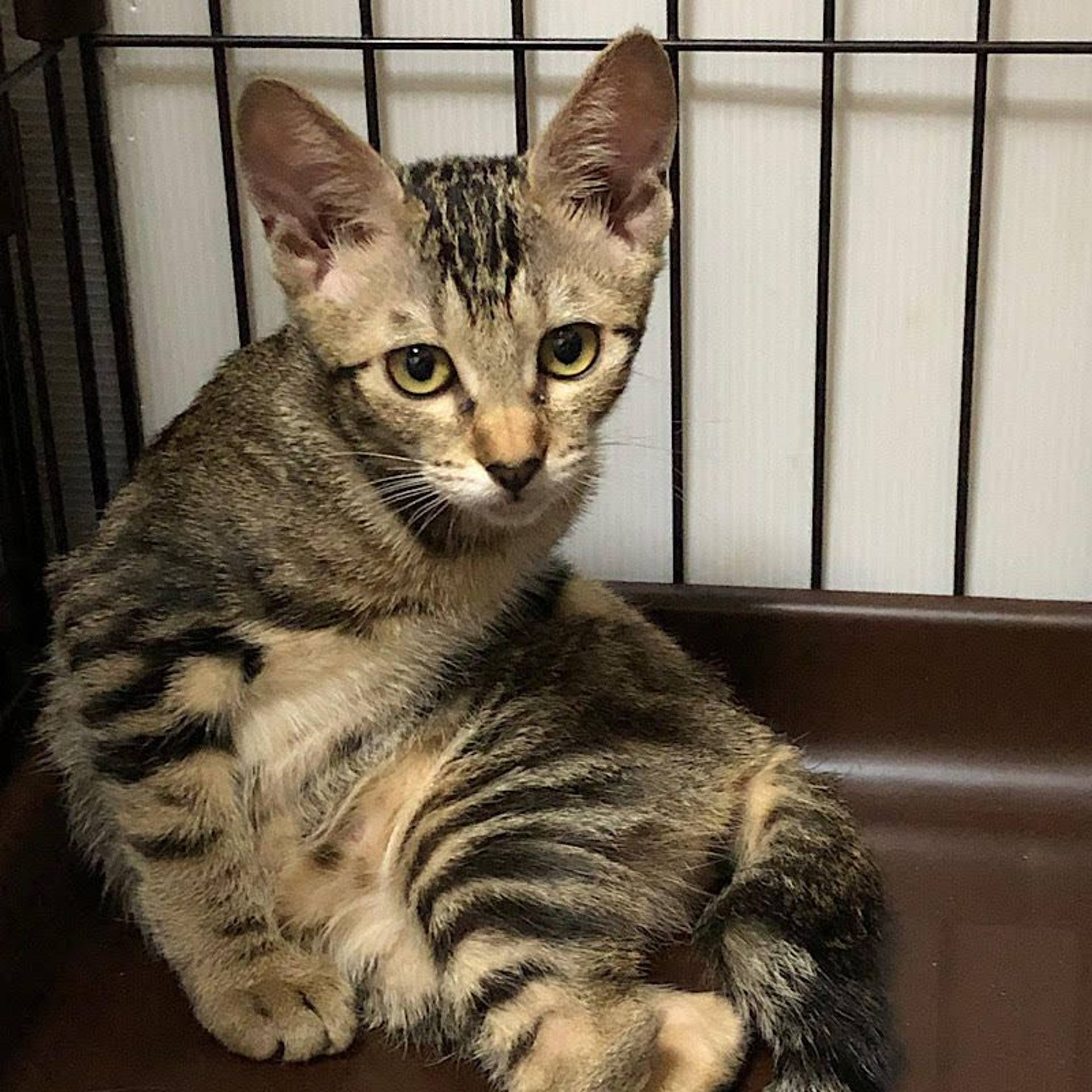 雑種（ミックス猫）・メスの里親募集の写真