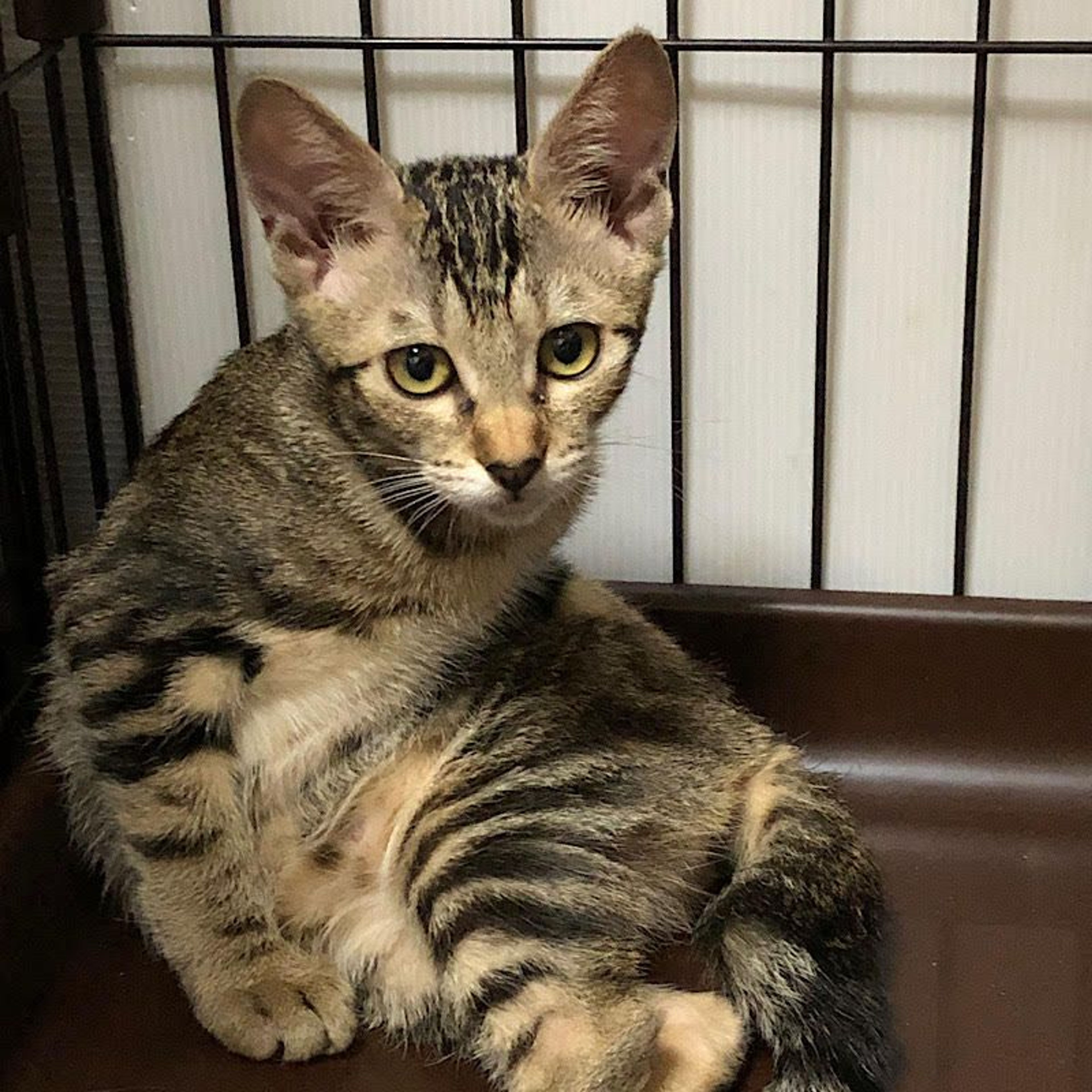 雑種（ミックス猫）・メスの里親募集の写真