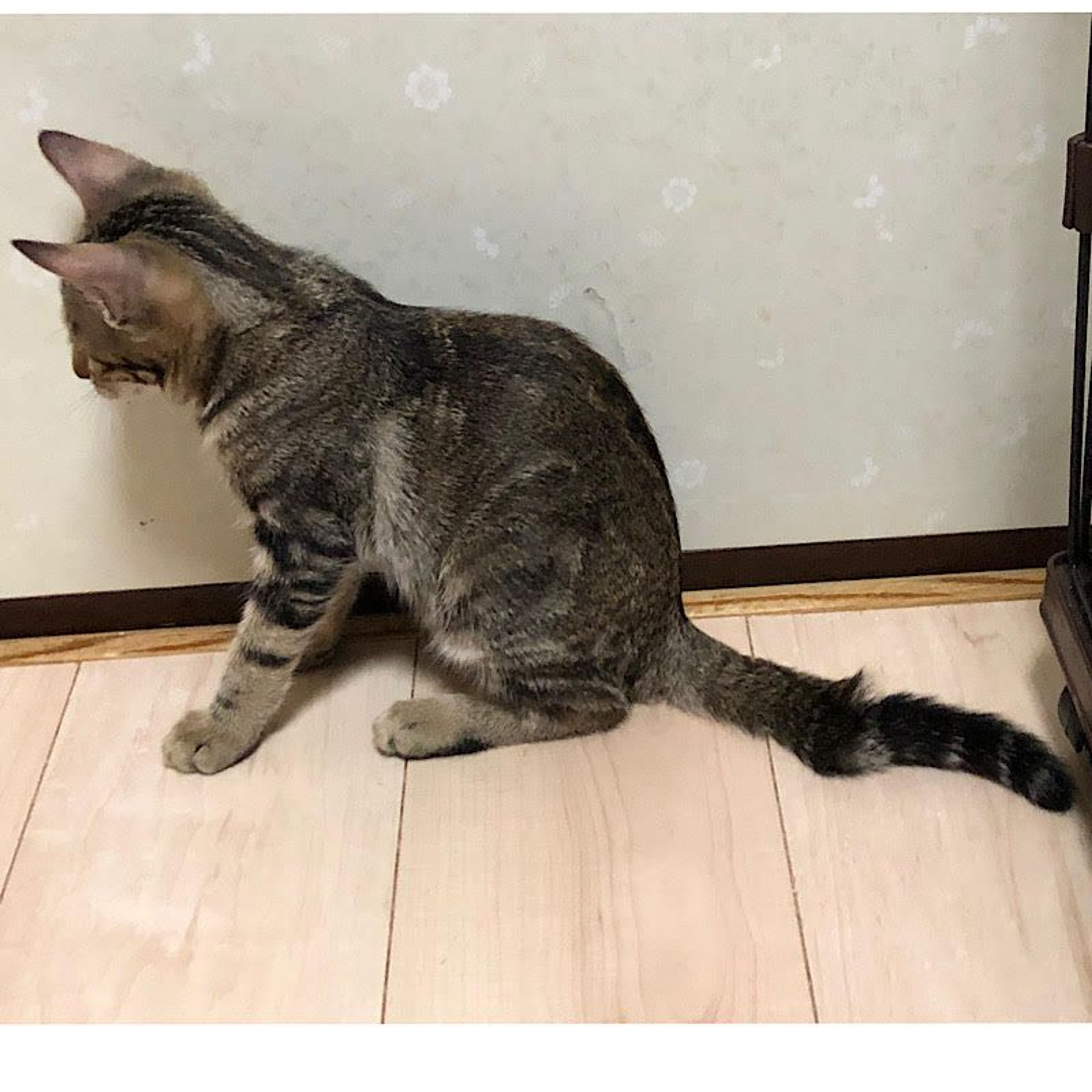 pet-image-4