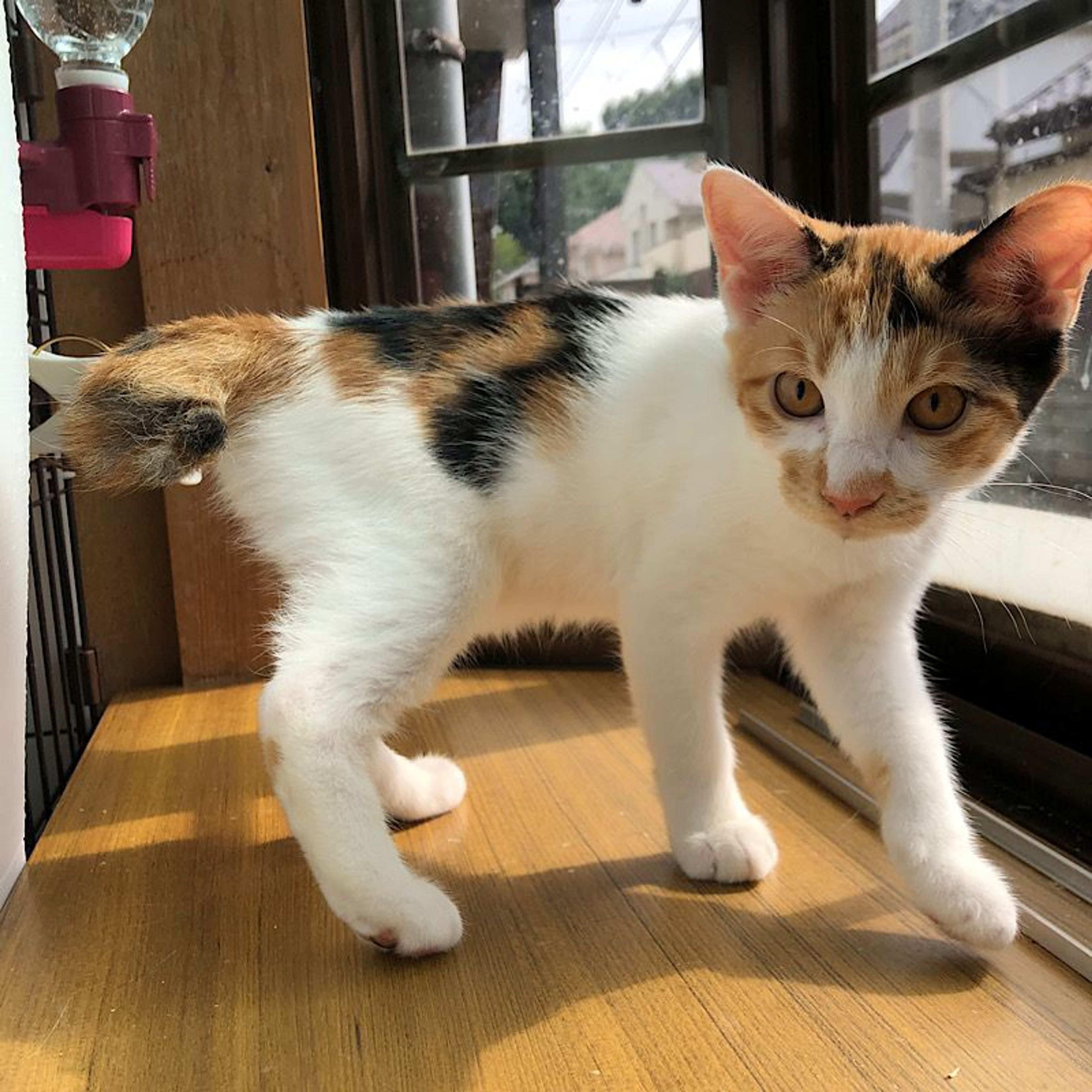 pet-image-4