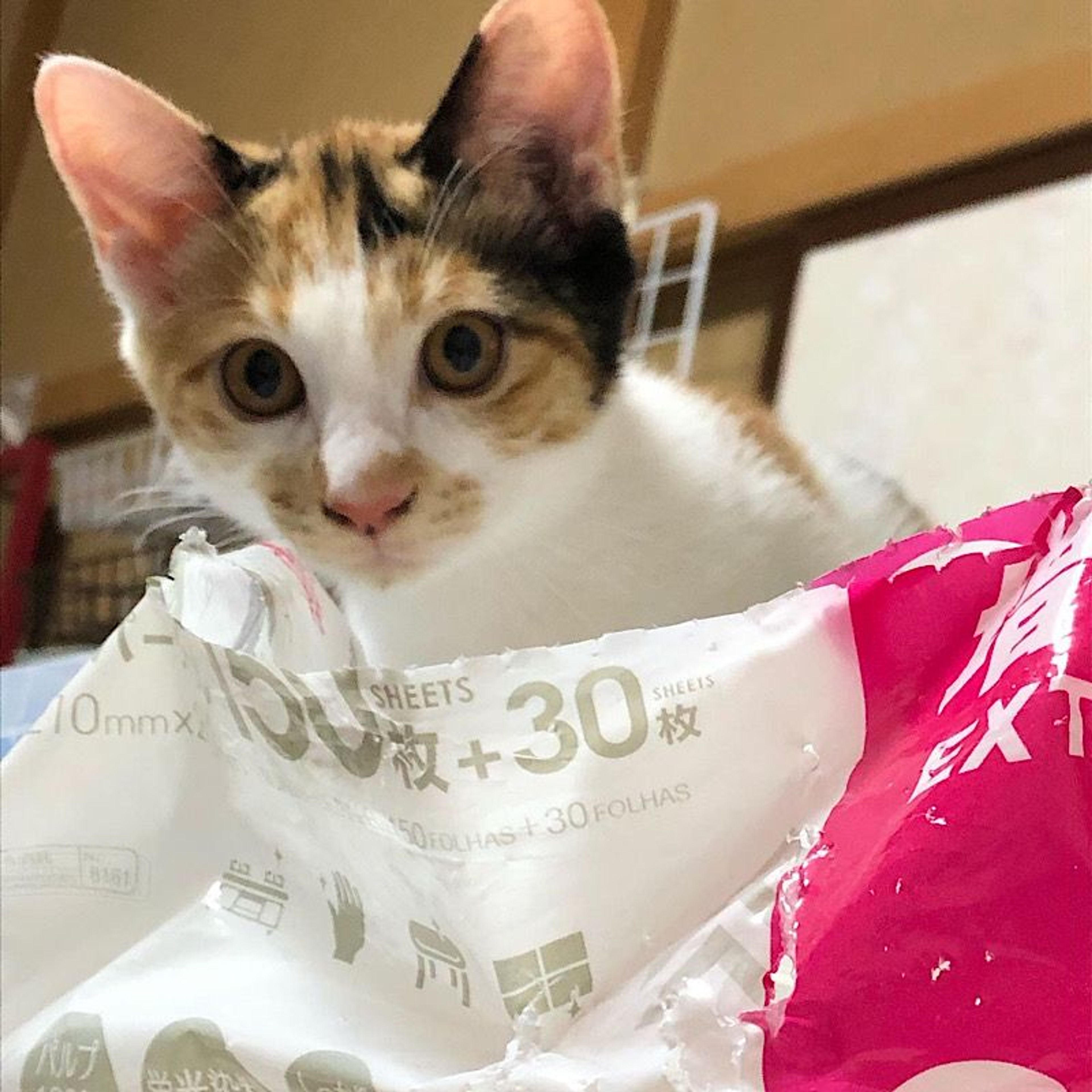 pet-image-5