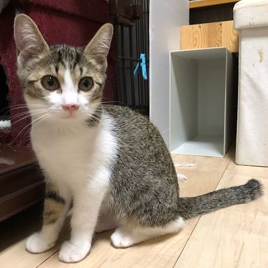 イーランちゃん★9/11(日)江戸川橋で会えますの写真