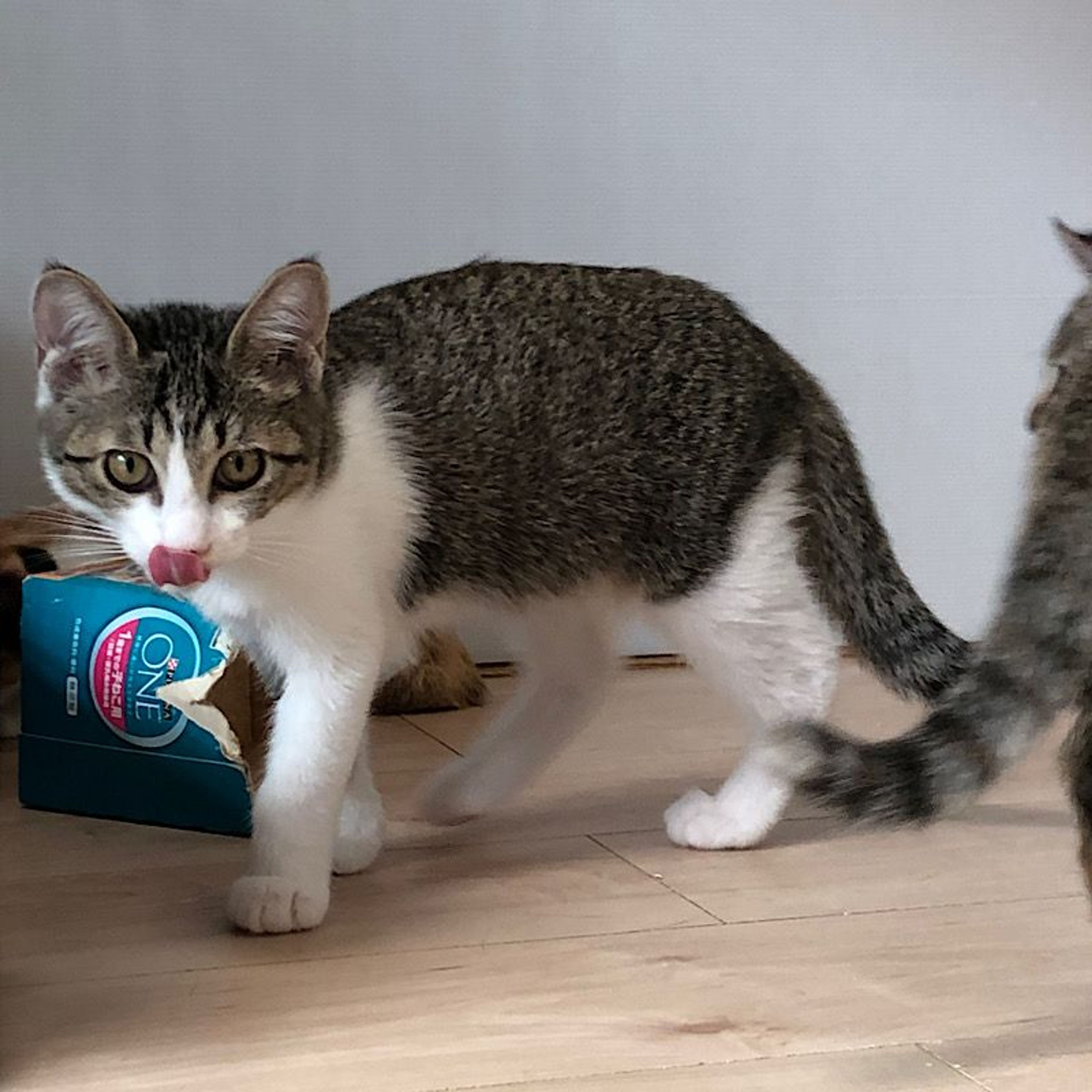pet-image-4