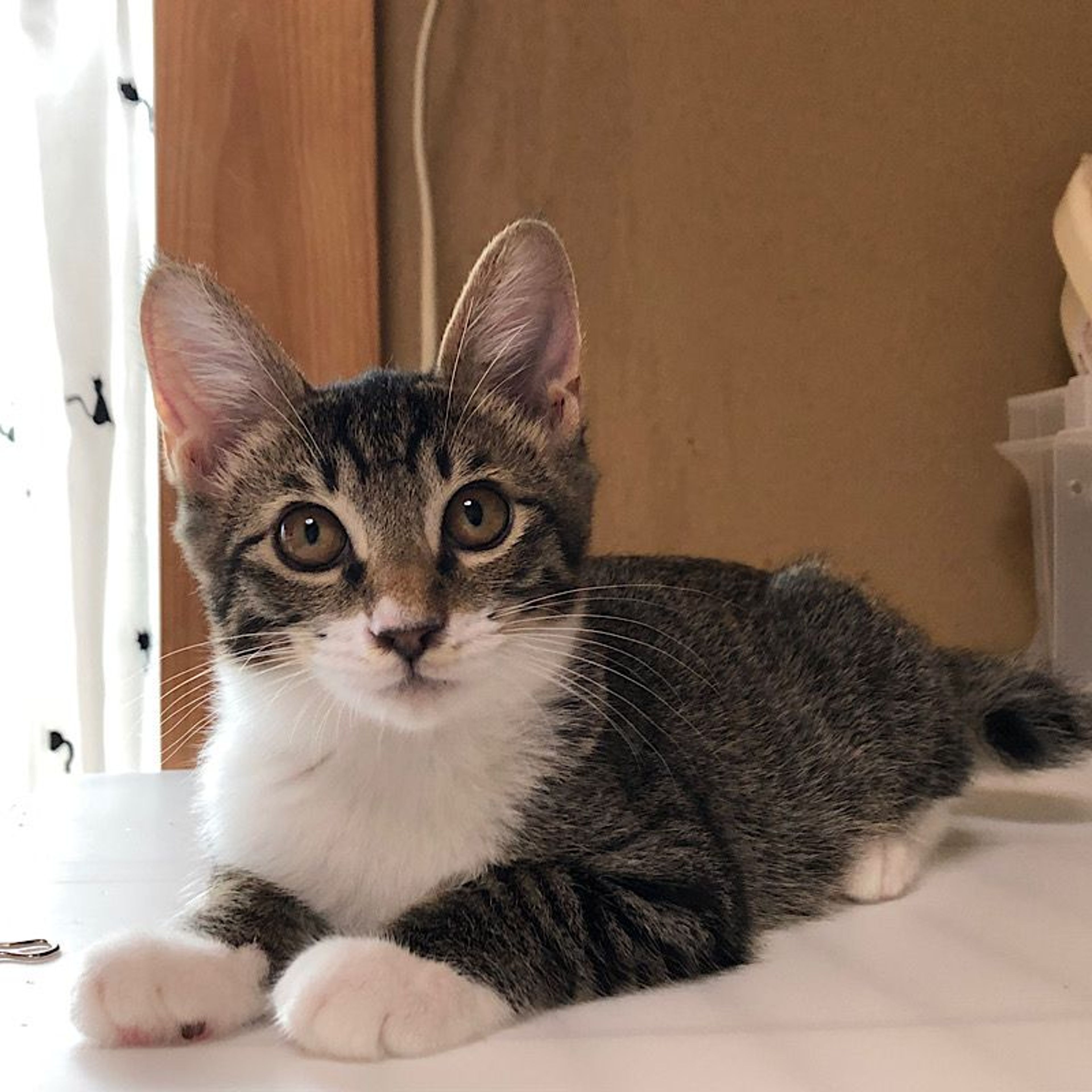 雑種（ミックス猫）・オスの里親募集の写真