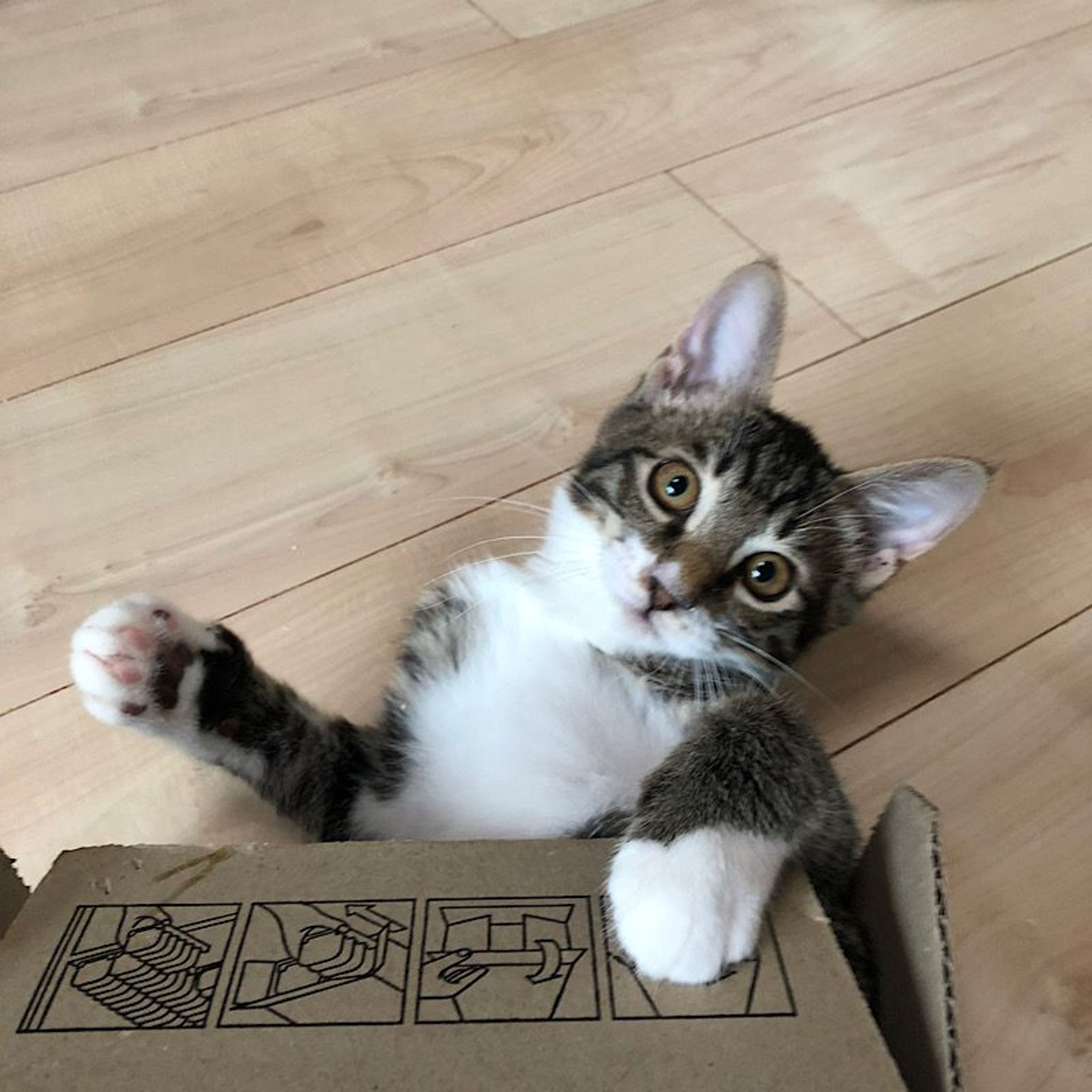 pet-image-2