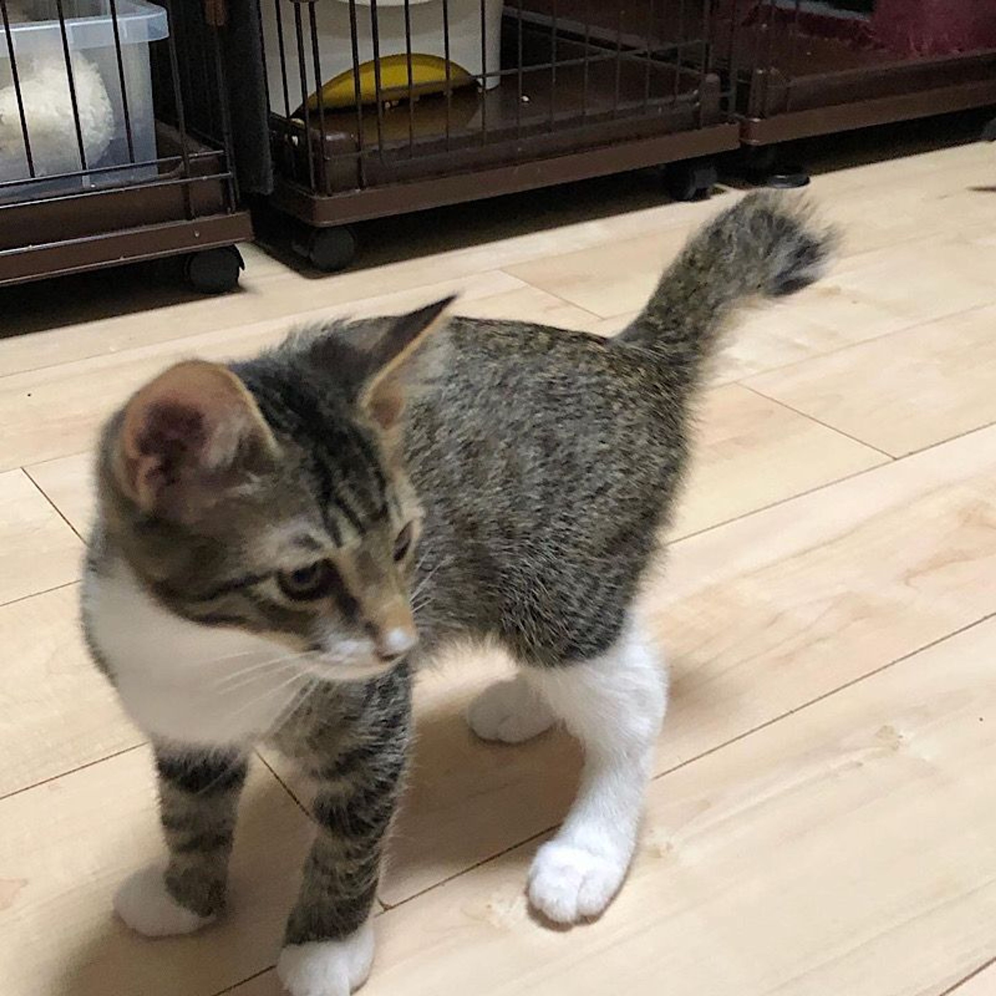 pet-image-4
