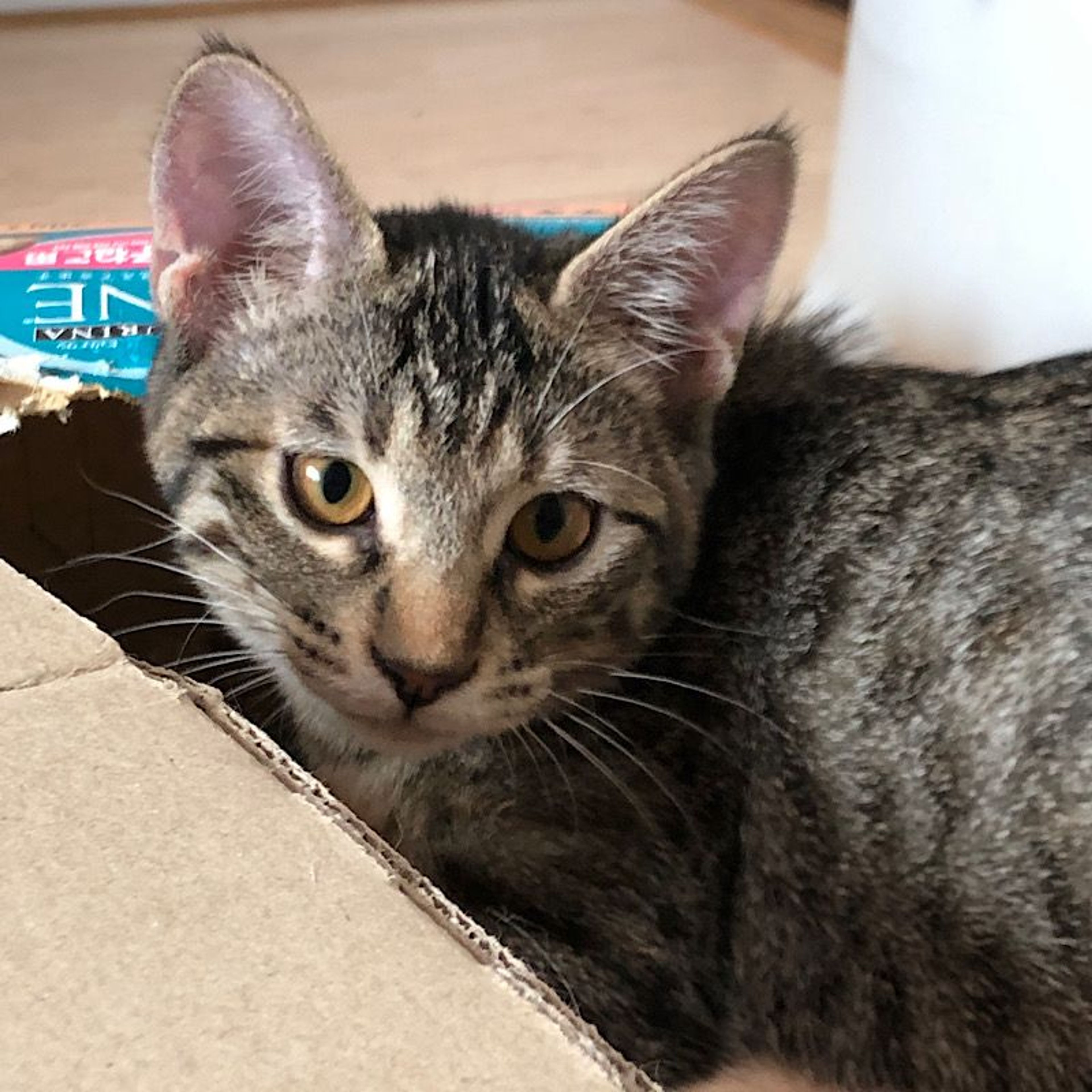 pet-image-2