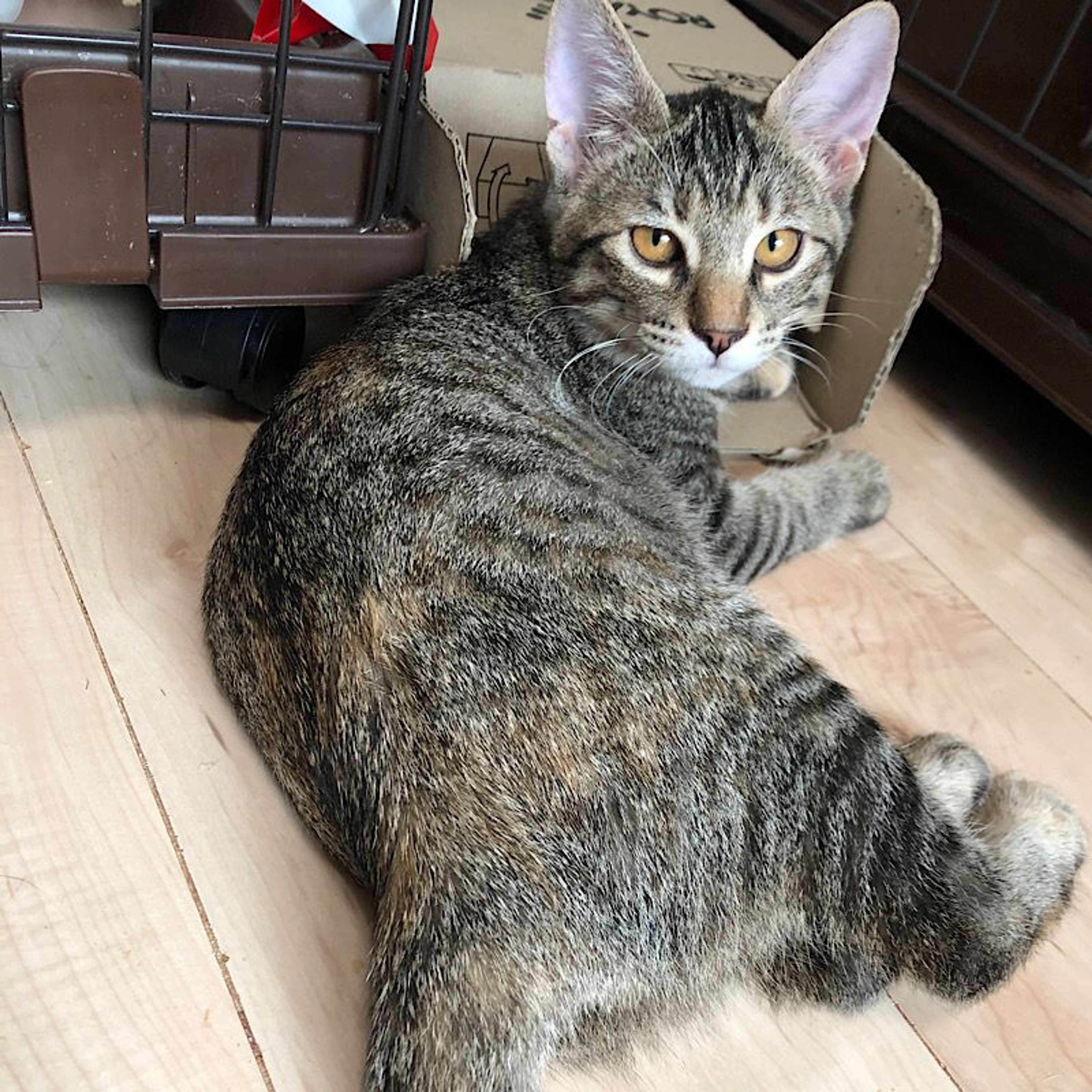 pet-image-4