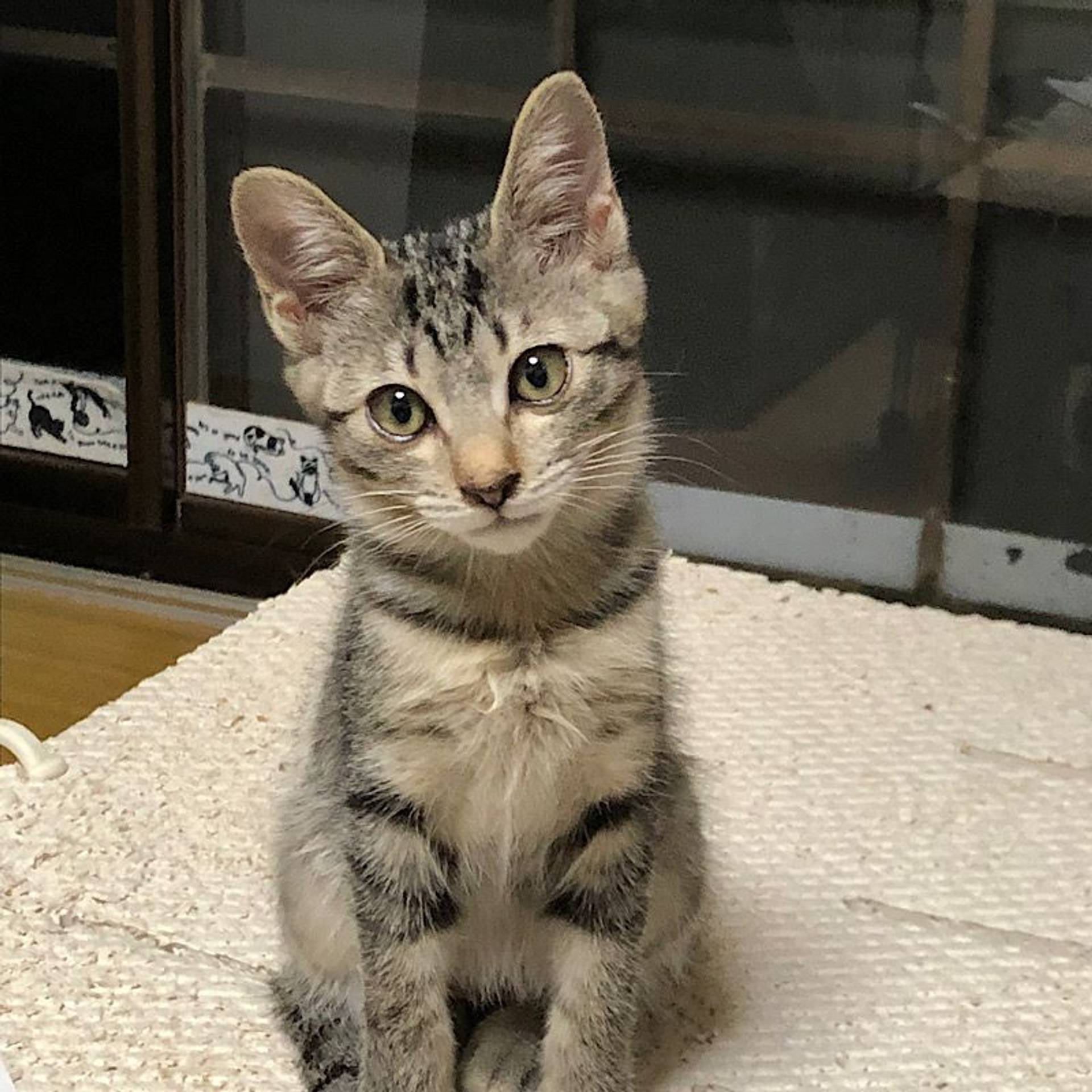 雑種（ミックス猫）・メスの里親募集の写真