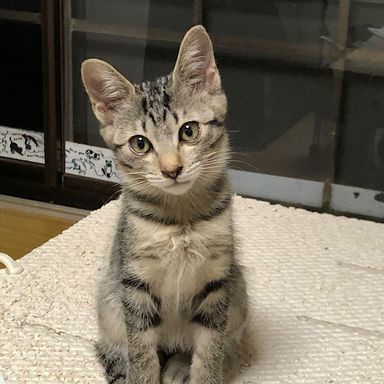 オードリーちゃん★8/28(日)ミャオねこ譲渡会で会えますの写真