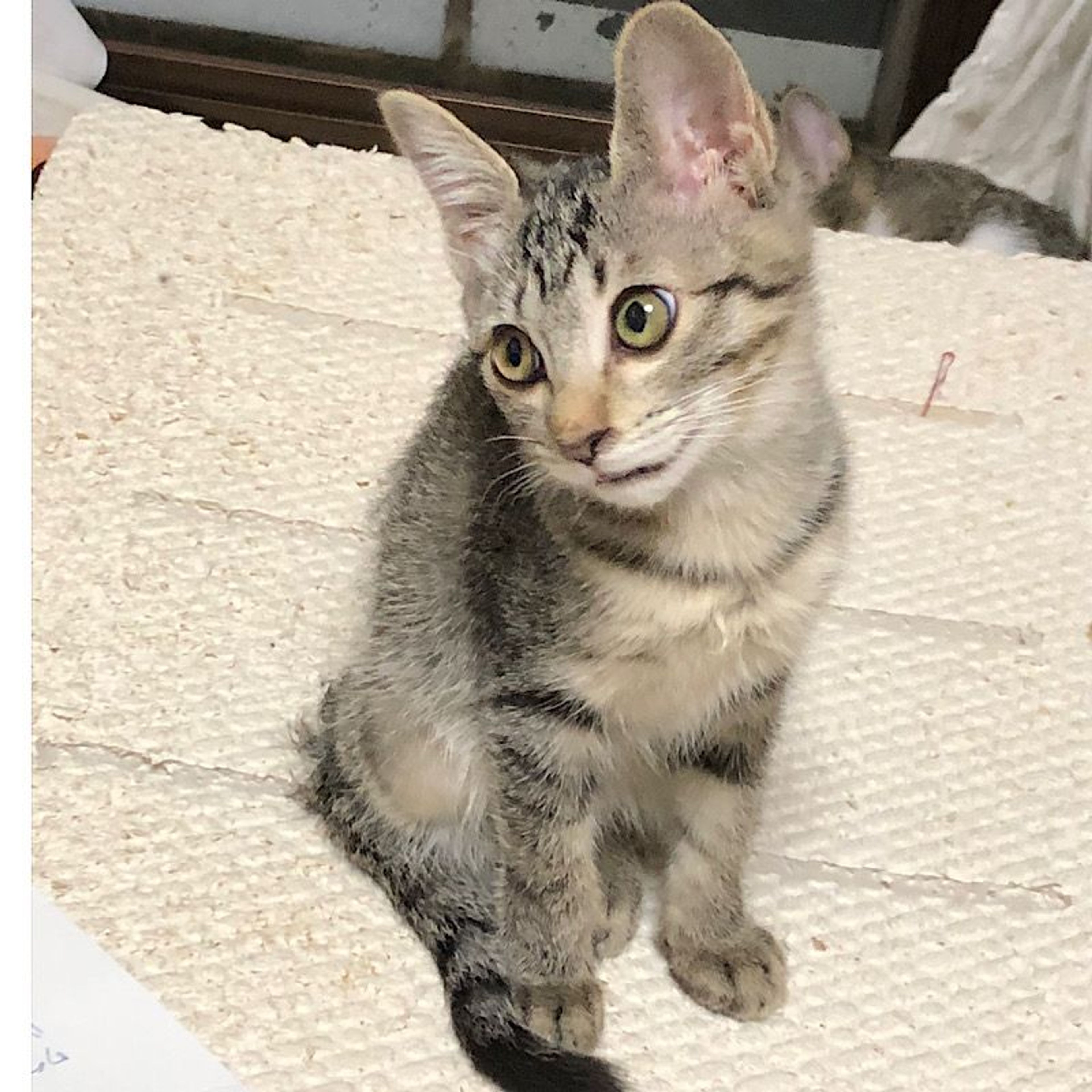 pet-image-2