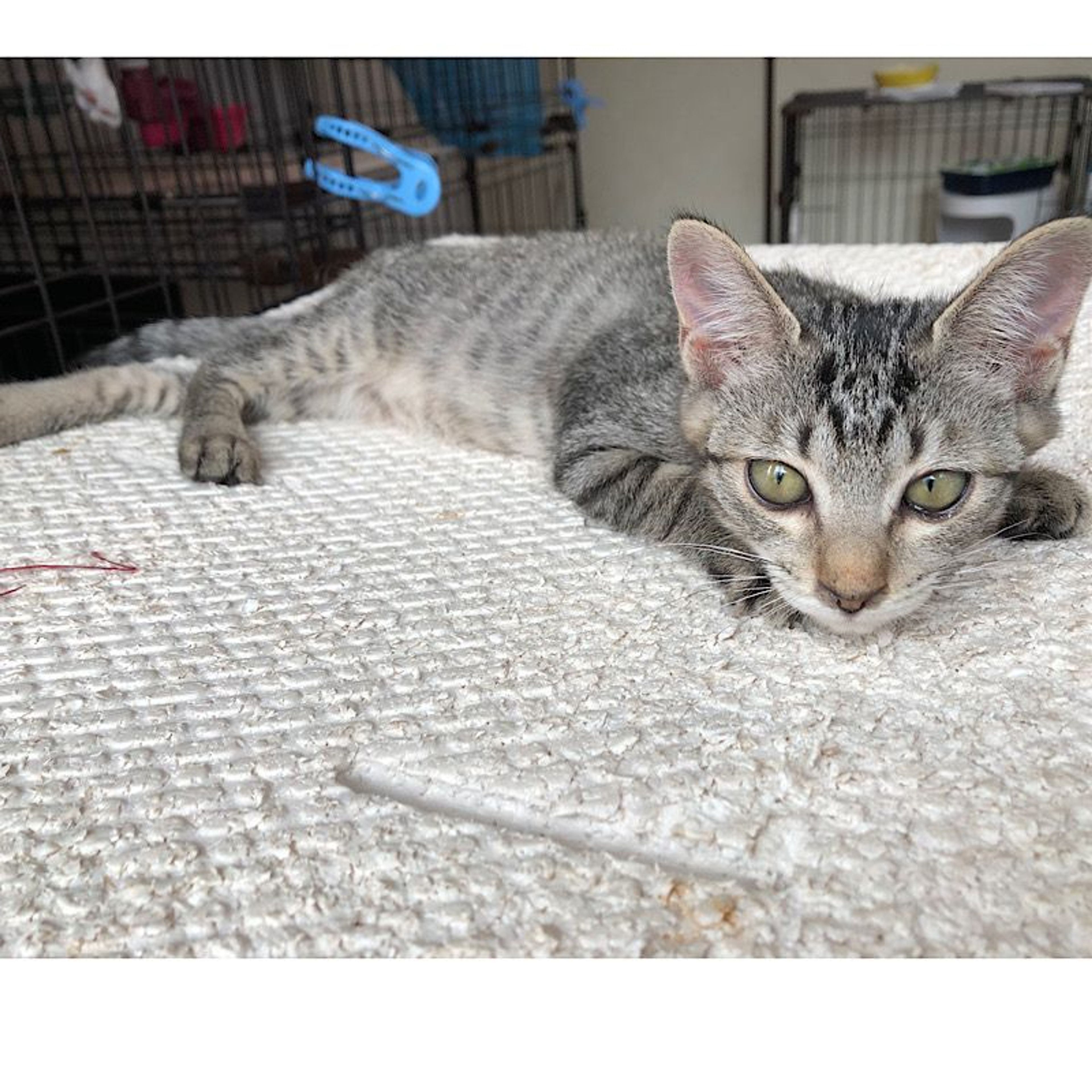 pet-image-4