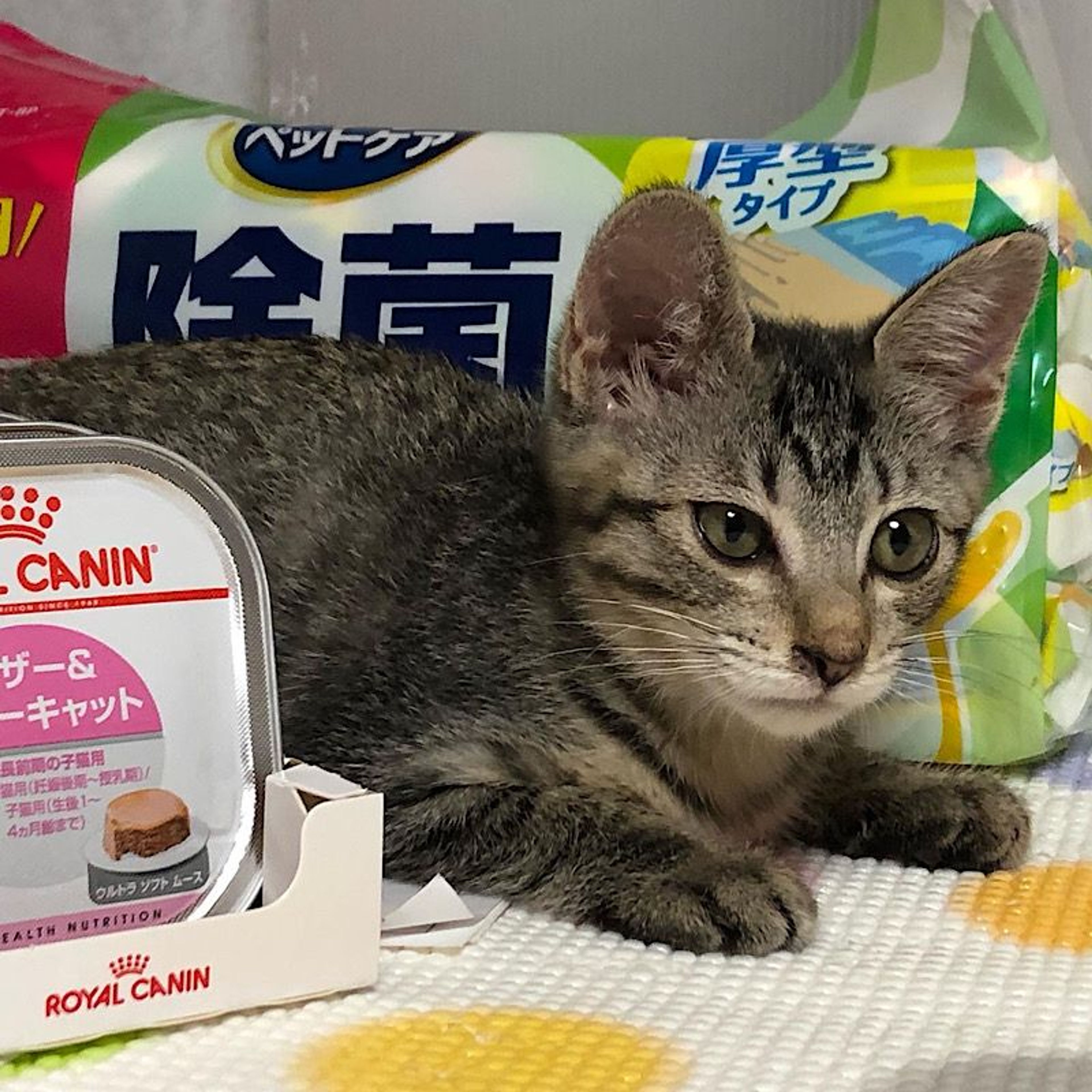 pet-image-5