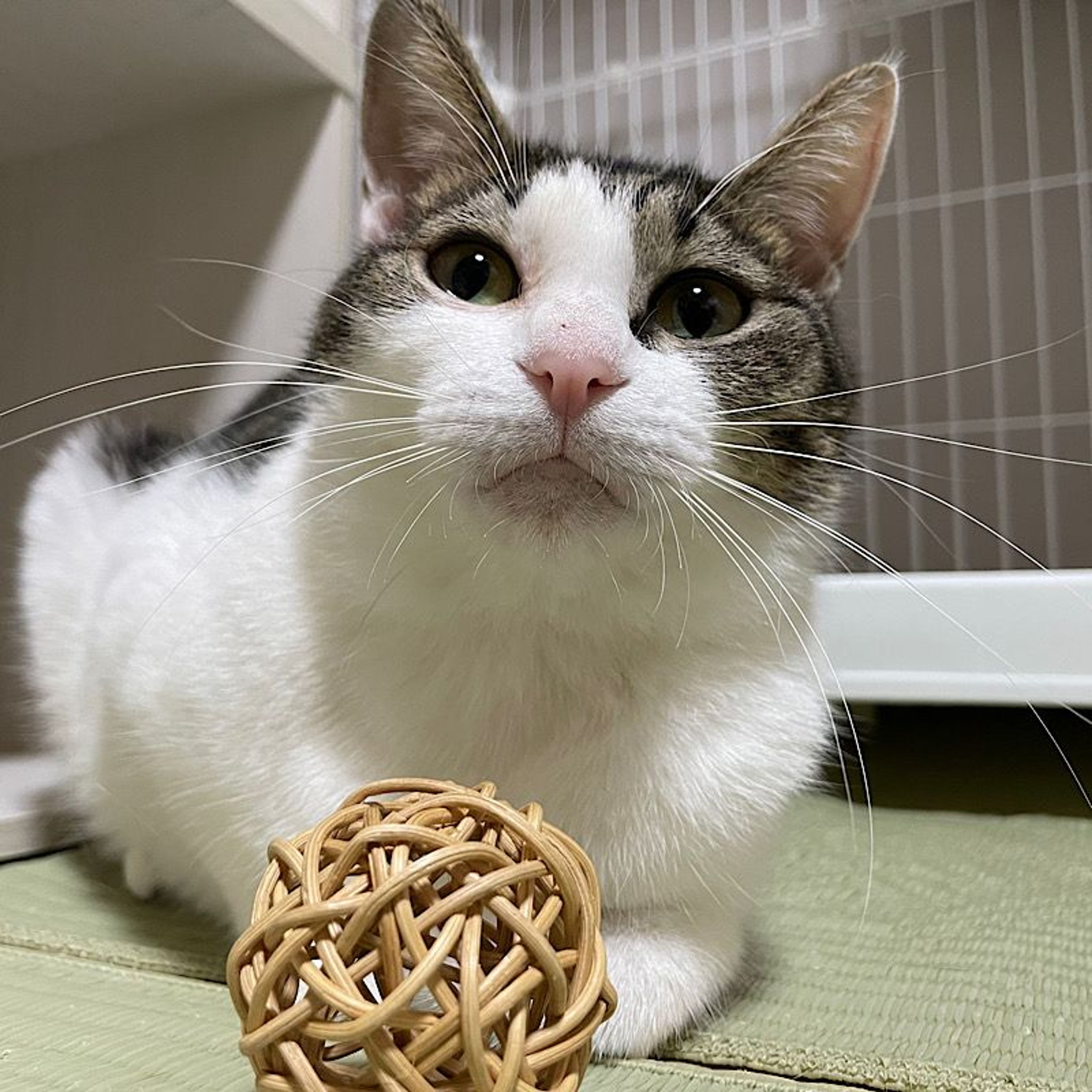 雑種（ミックス猫）・メスの里親募集の写真
