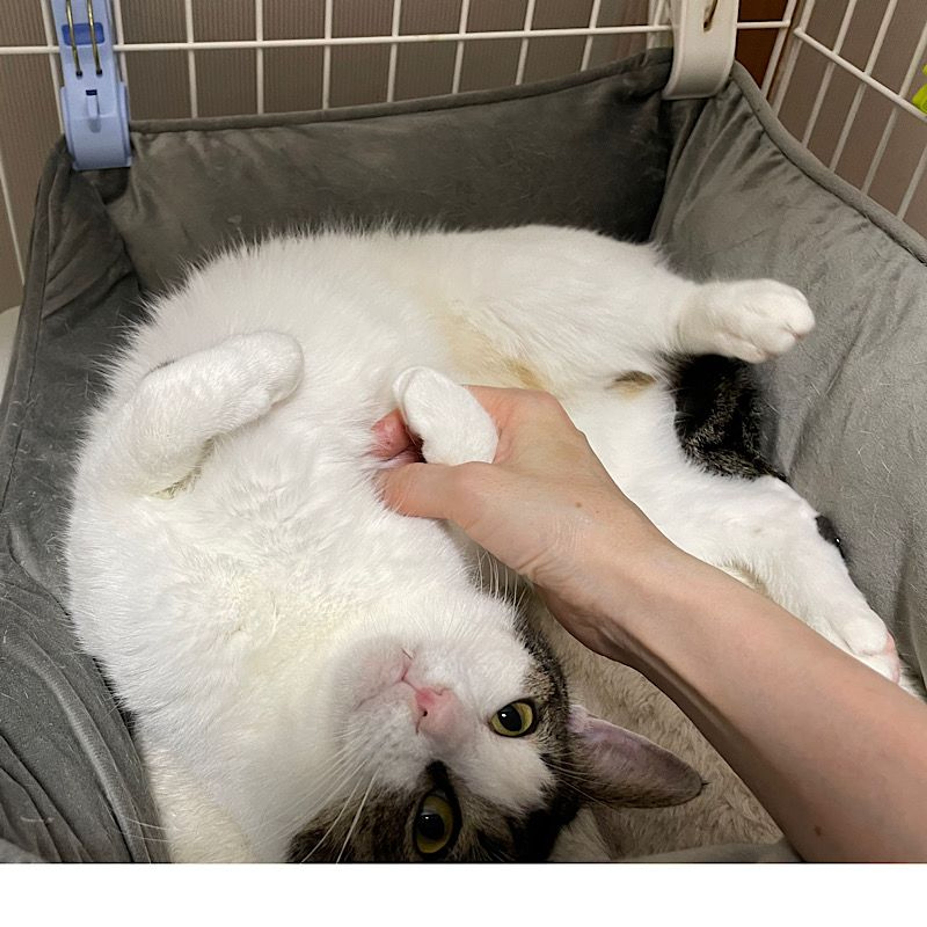 pet-image-2