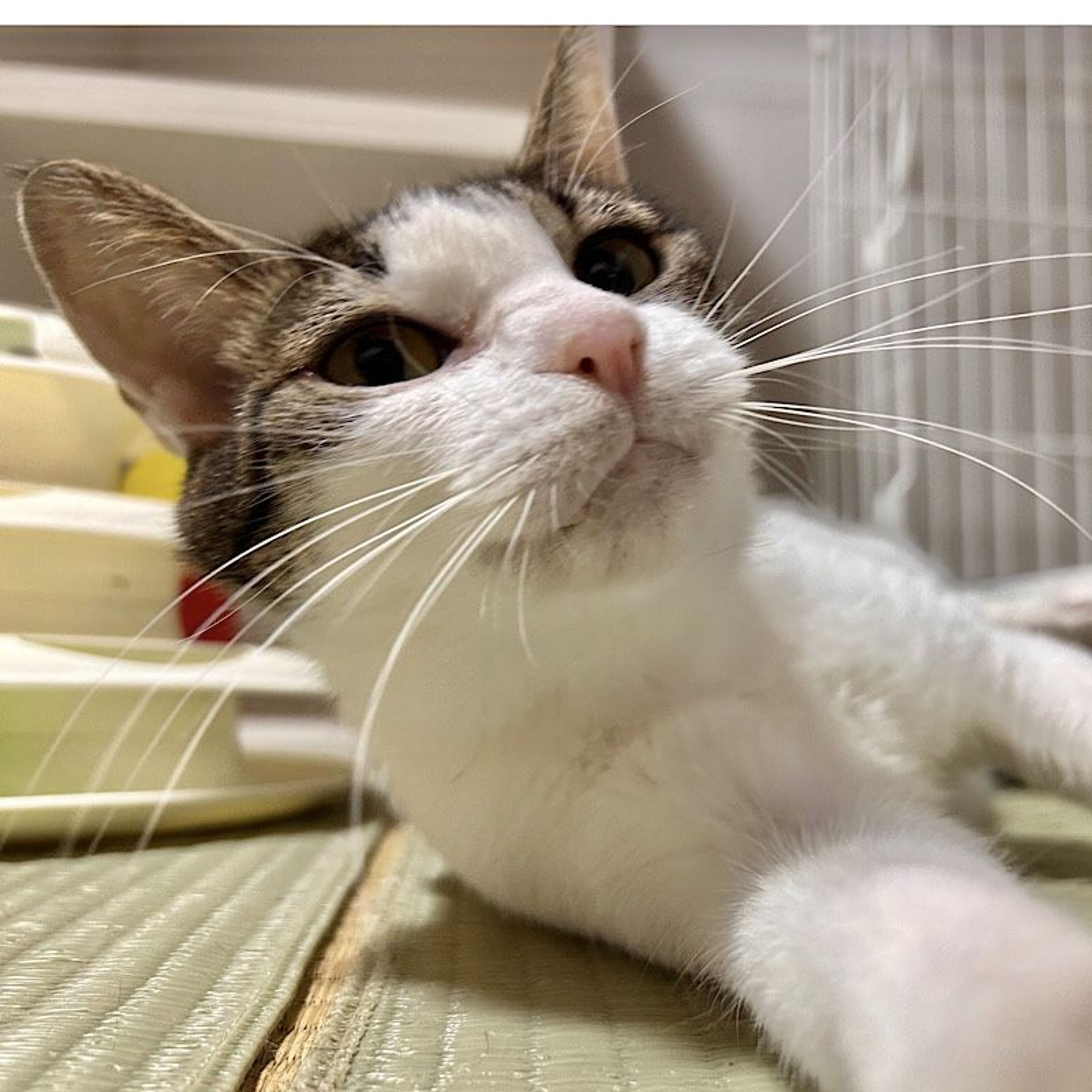 pet-image-3