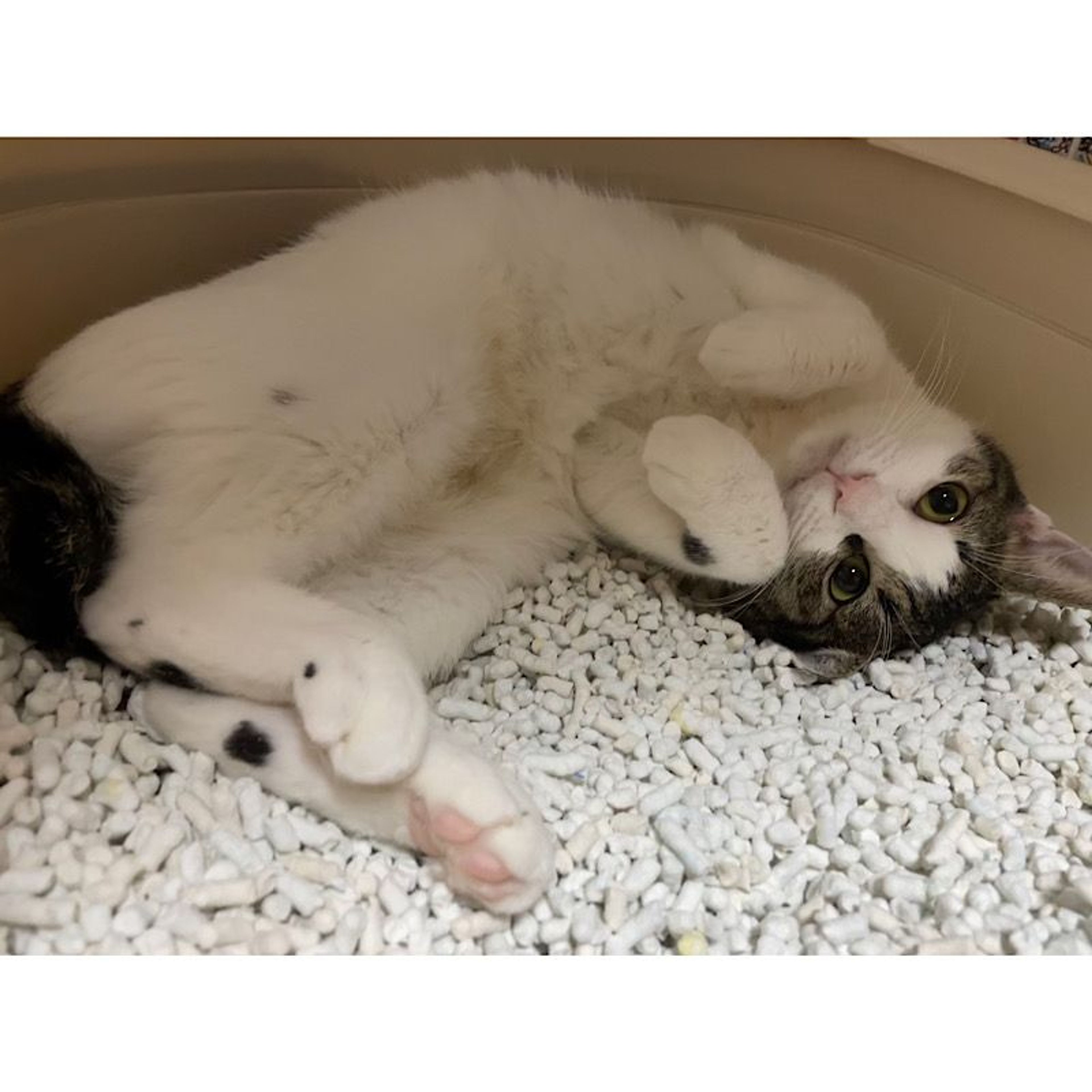 pet-image-5