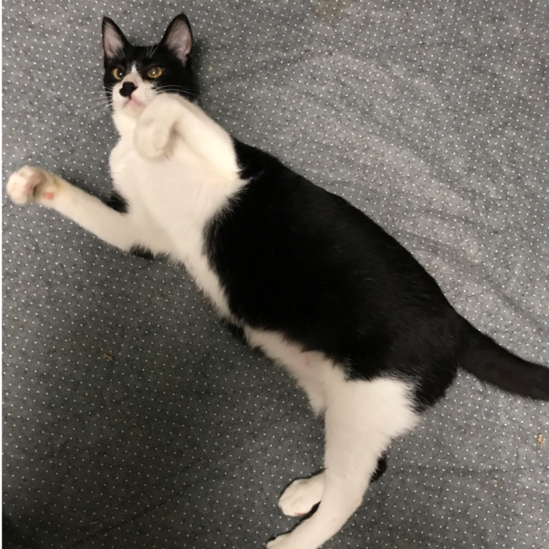pet-image-2