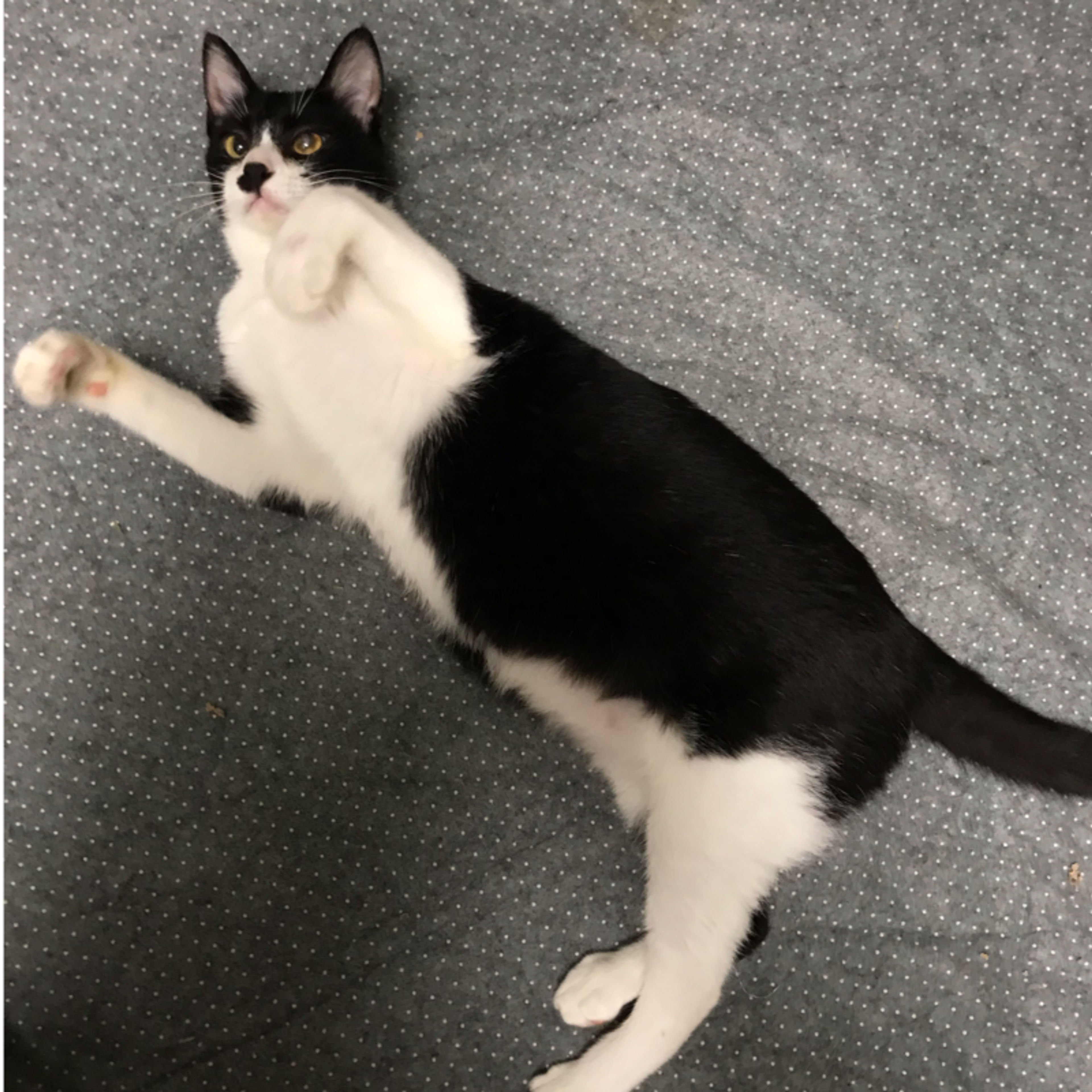 pet-image-2