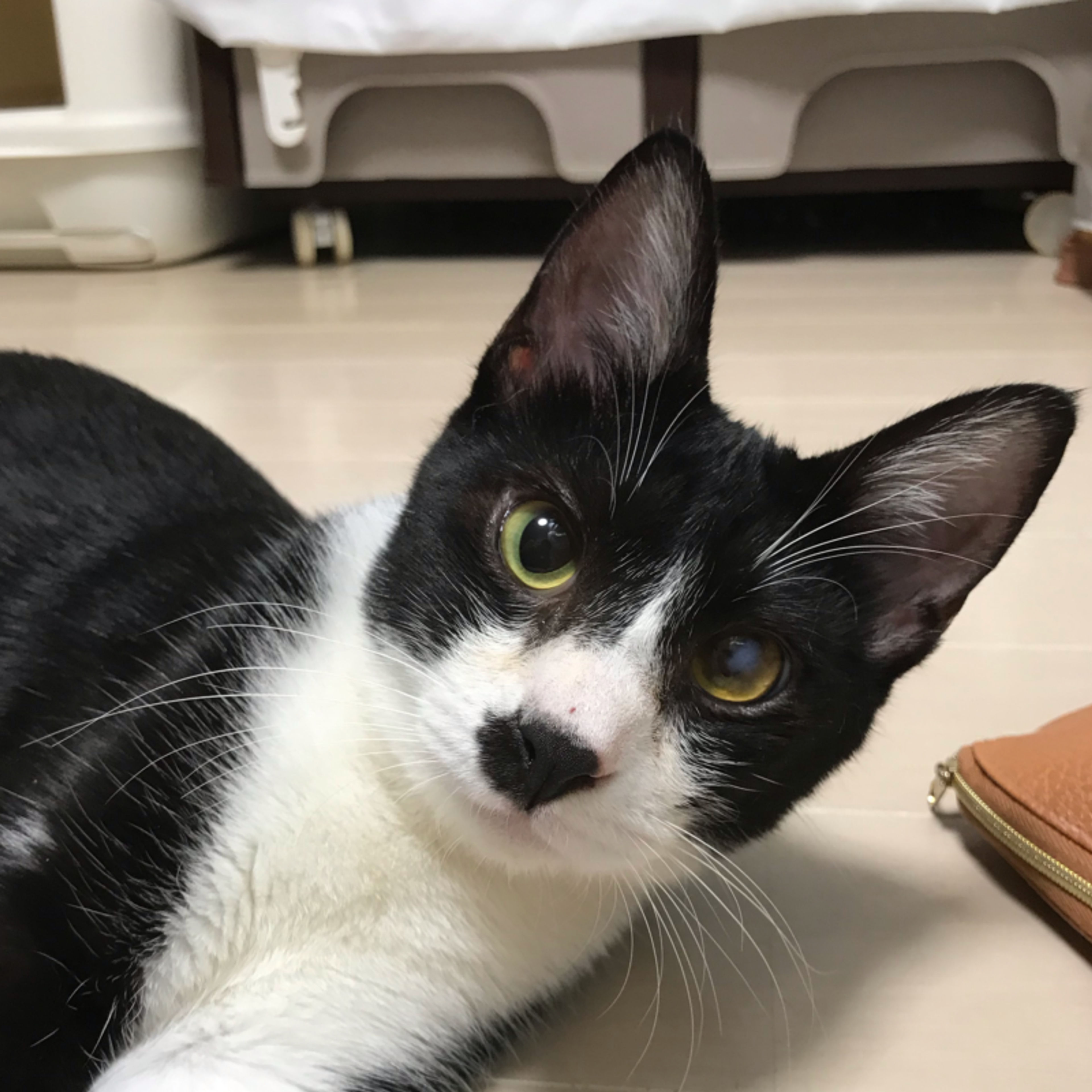 pet-image-3