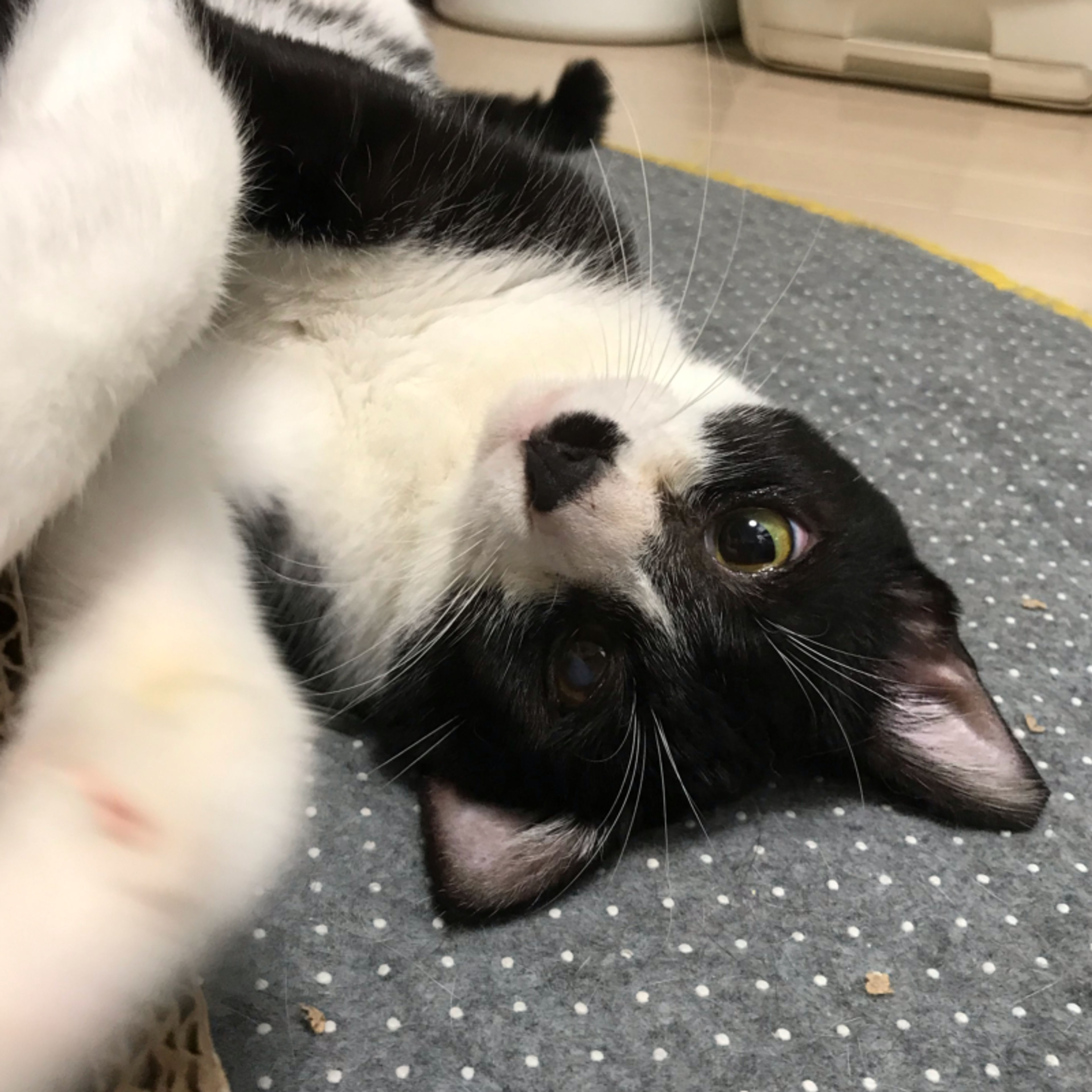 pet-image-4