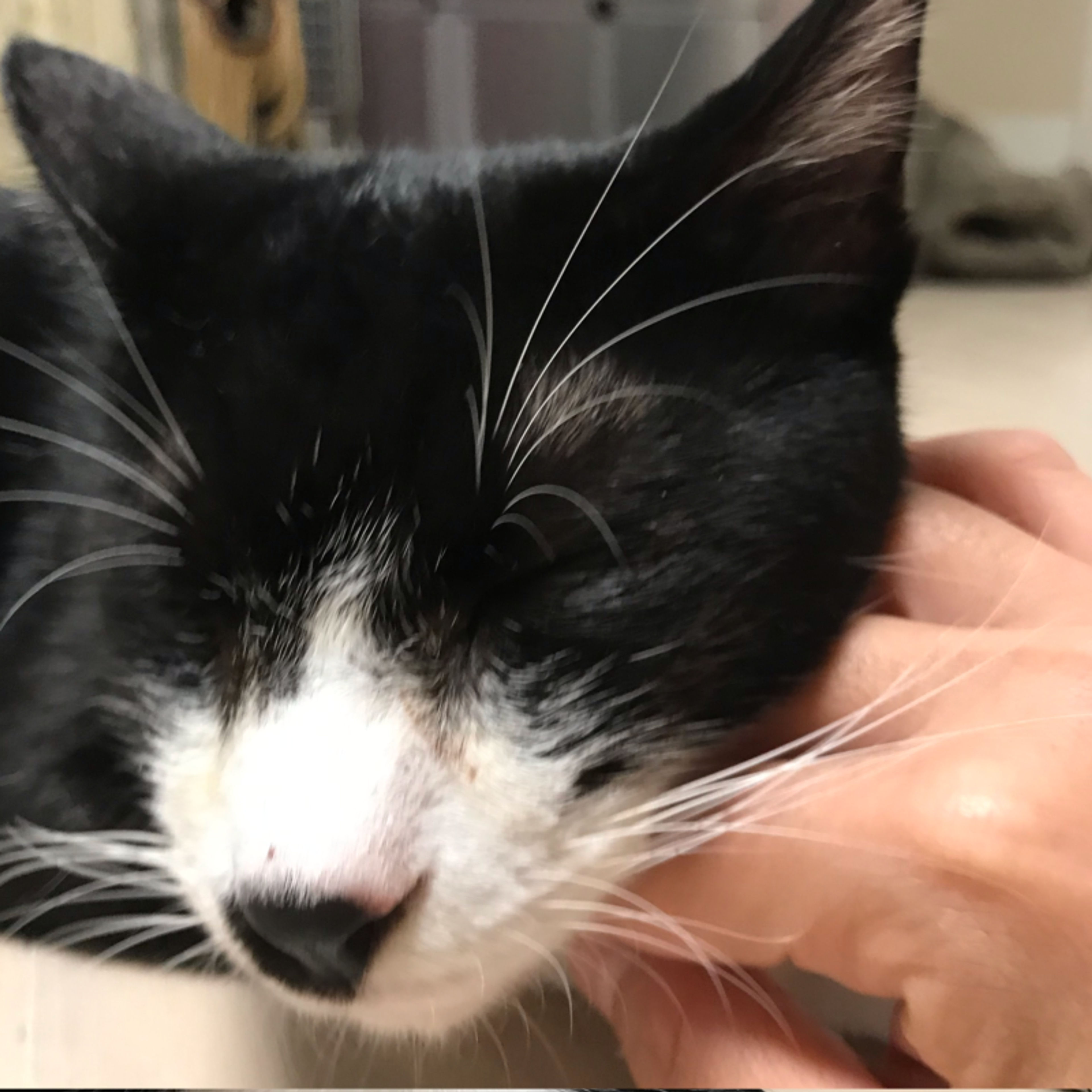 pet-image-5