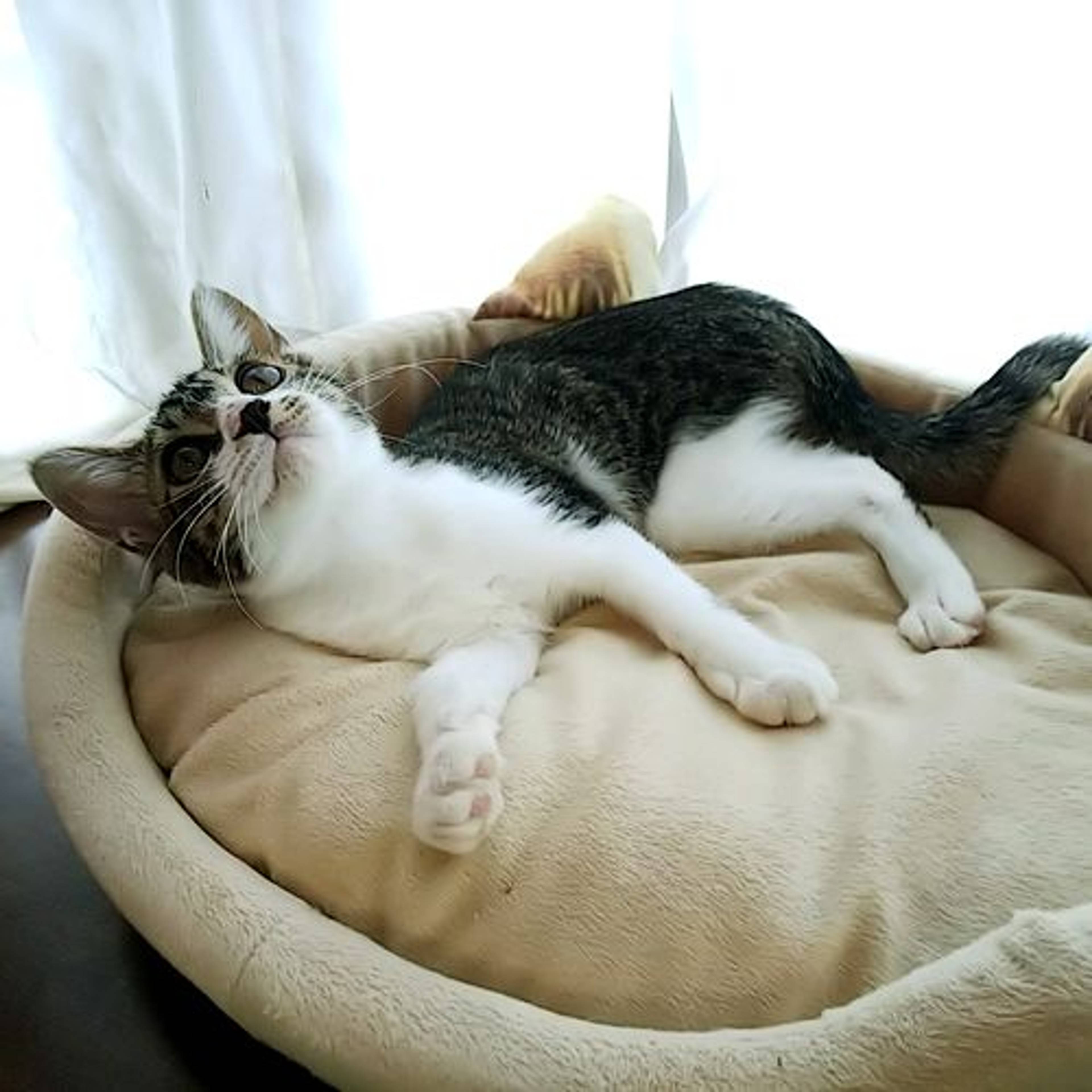 雑種（ミックス猫）・メスの里親募集の写真