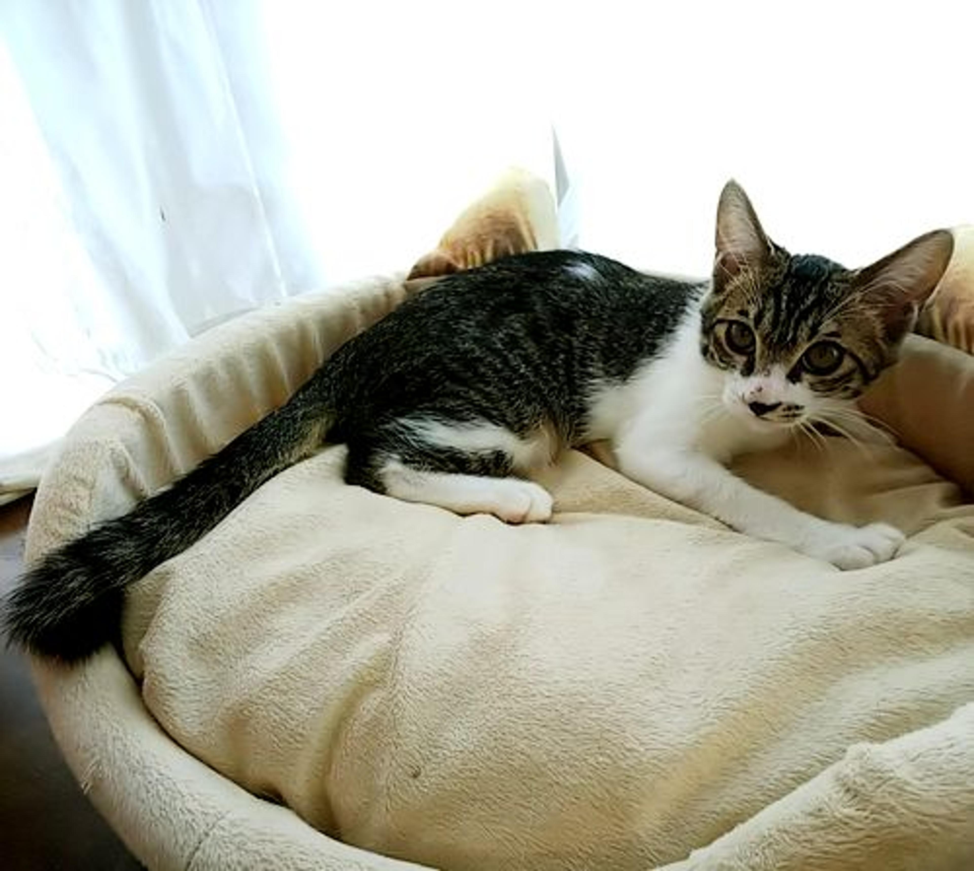 pet-image-2