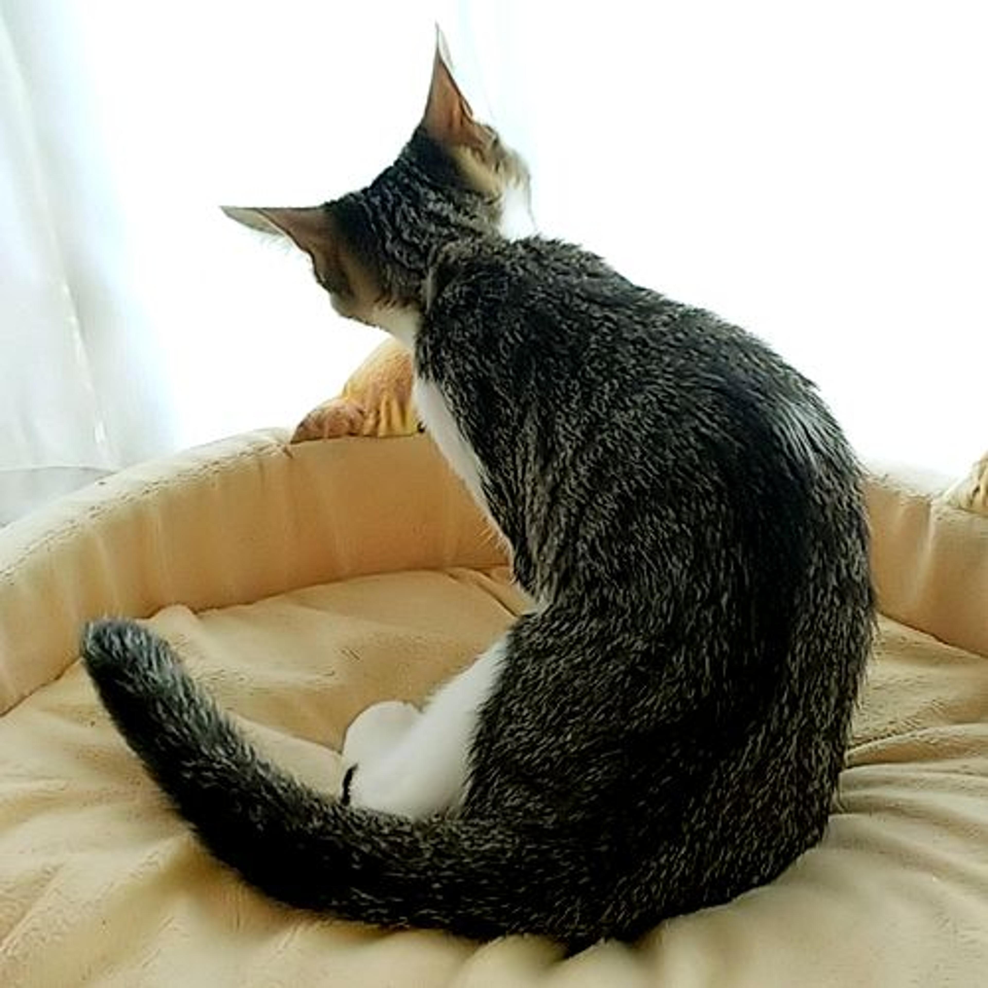 pet-image-3