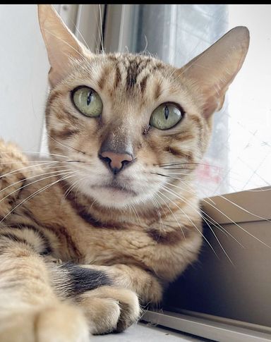 せせりの写真